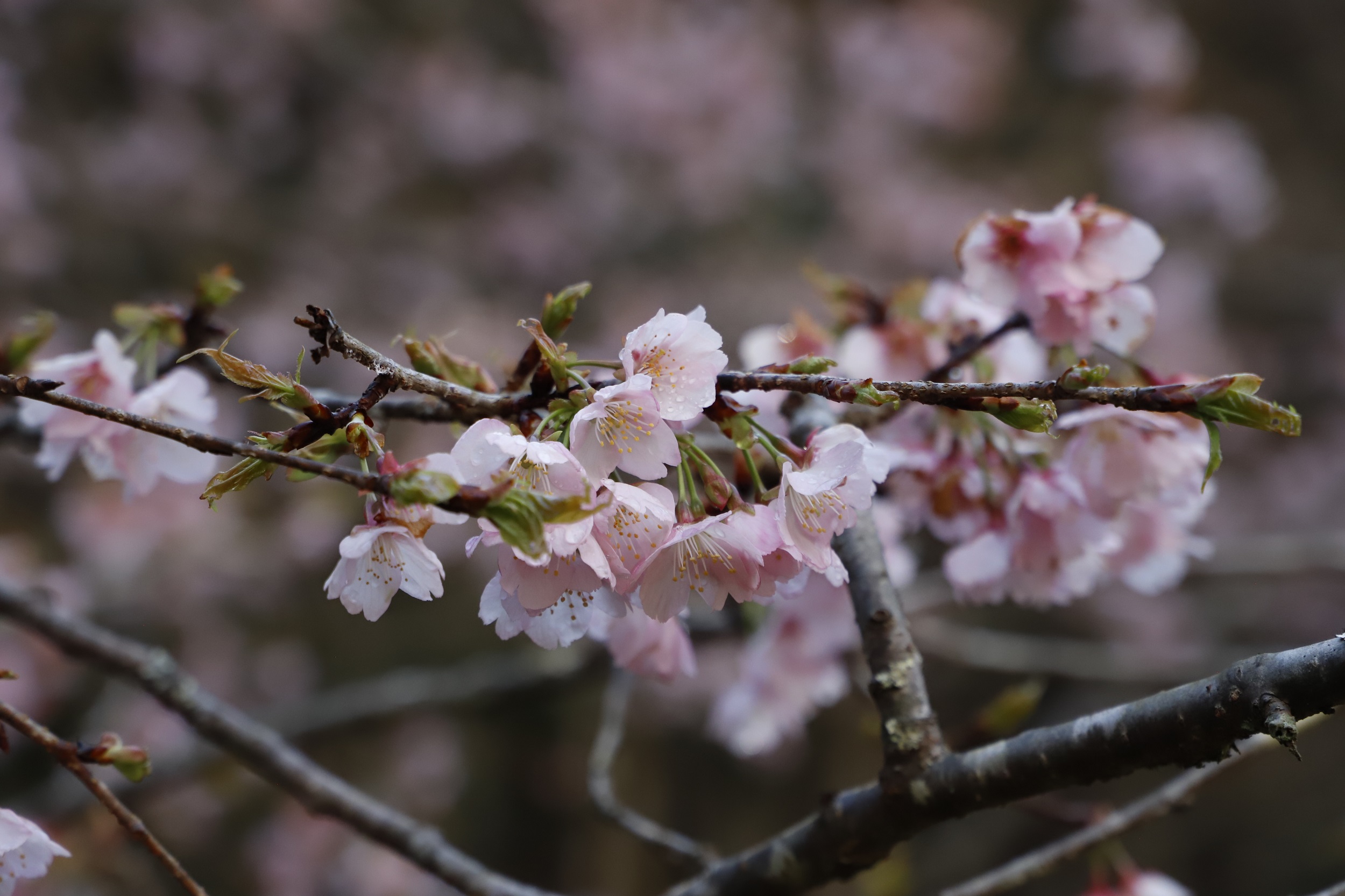 2026.3.19 大寒桜アップ