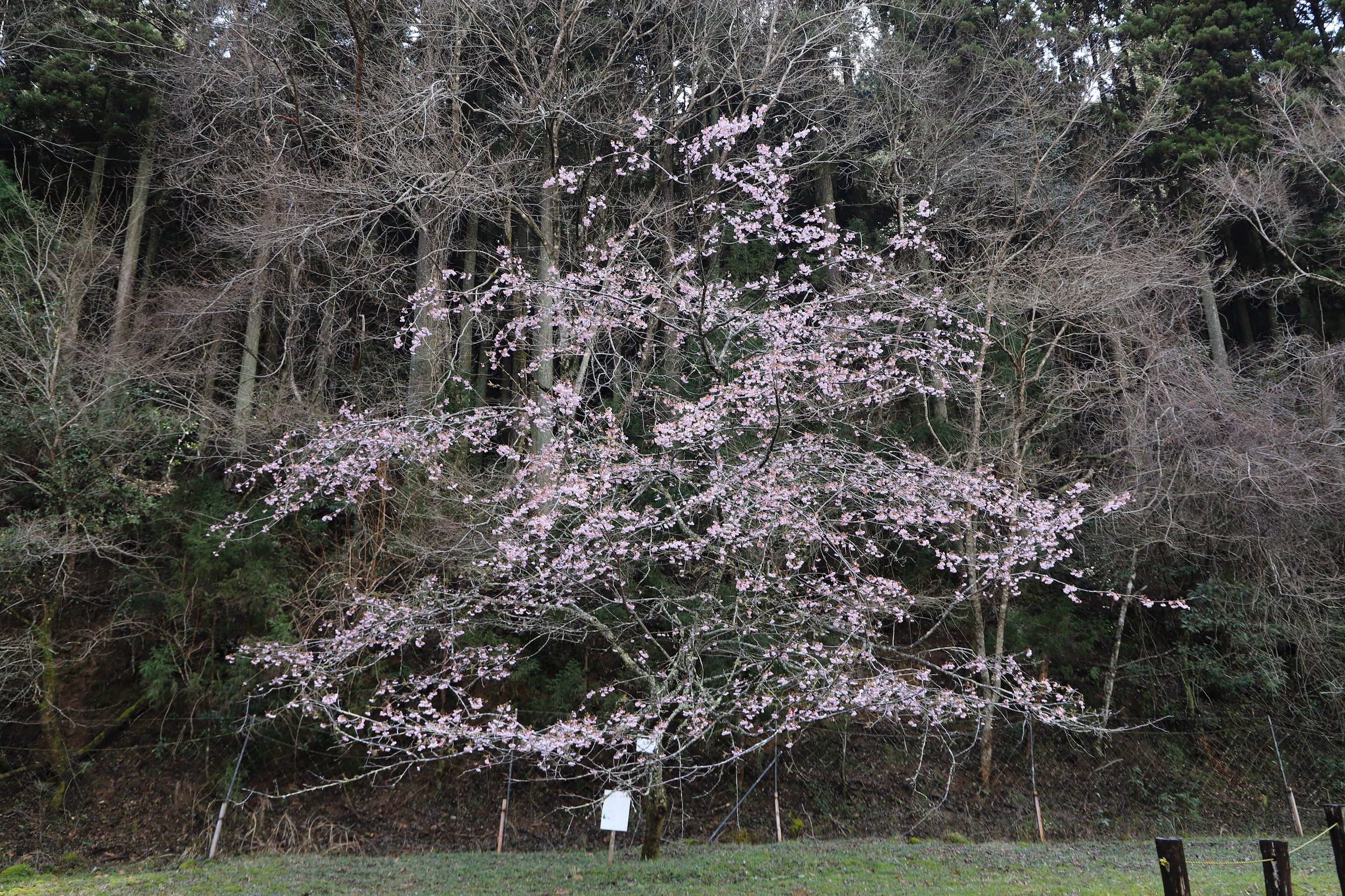 2026.3.19 大寒桜全体