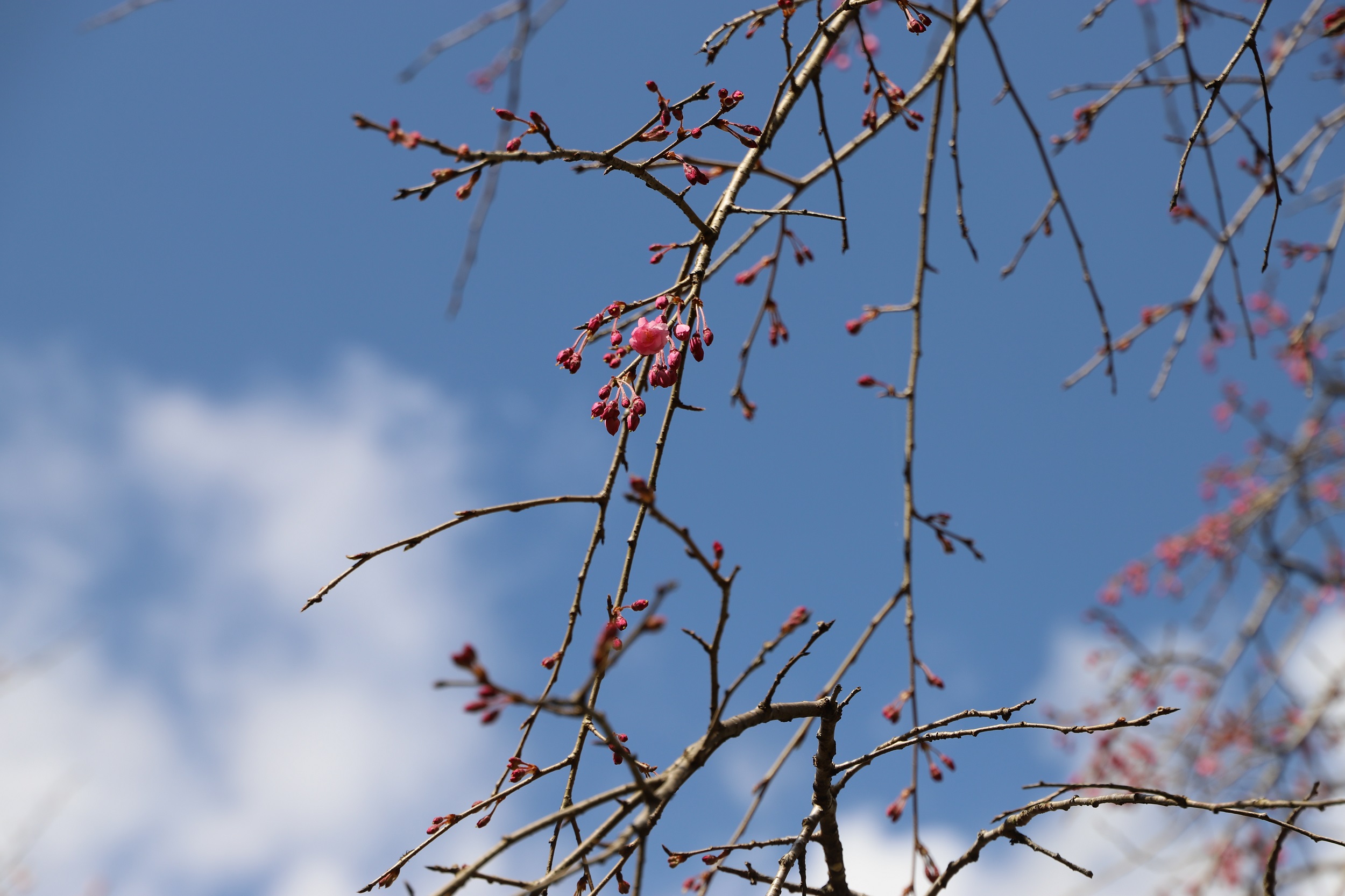 2026.3.19 八重紅枝垂アップ