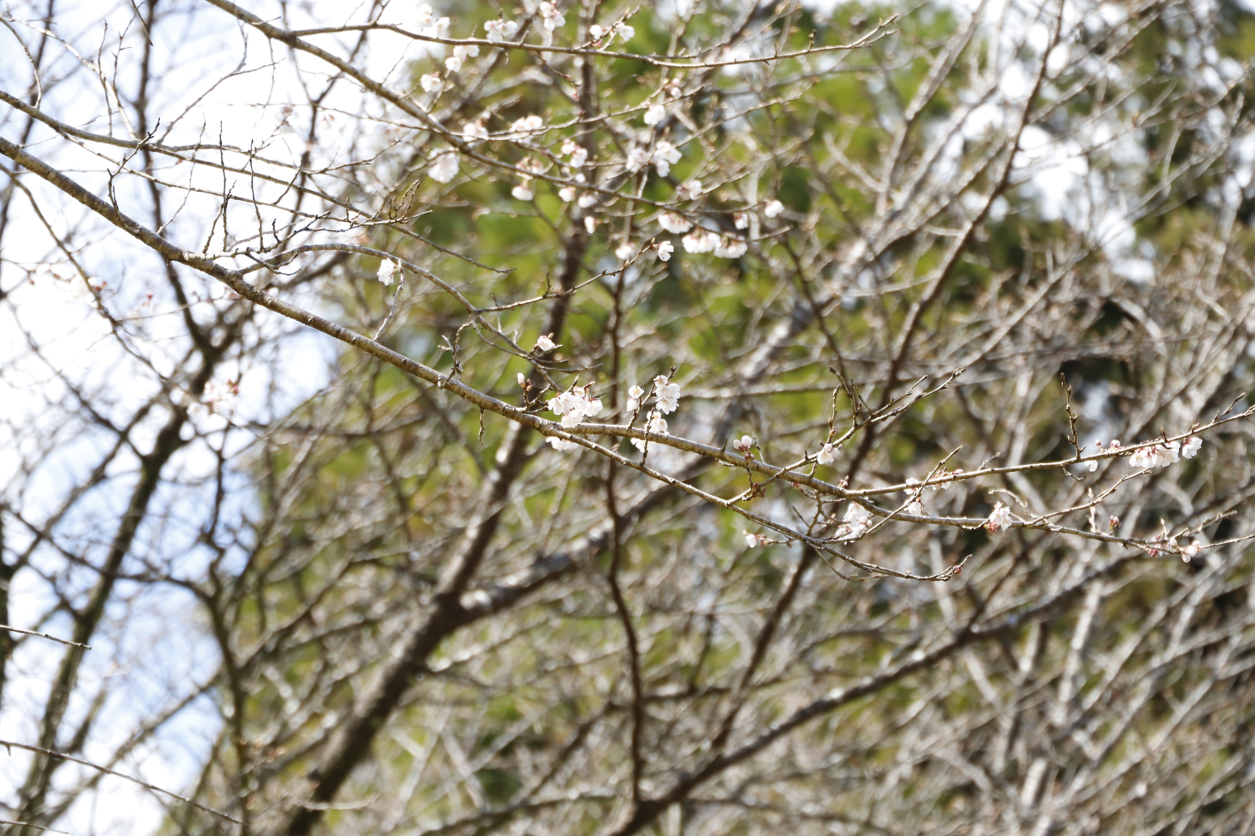 2026.3.19 普賢象アップ