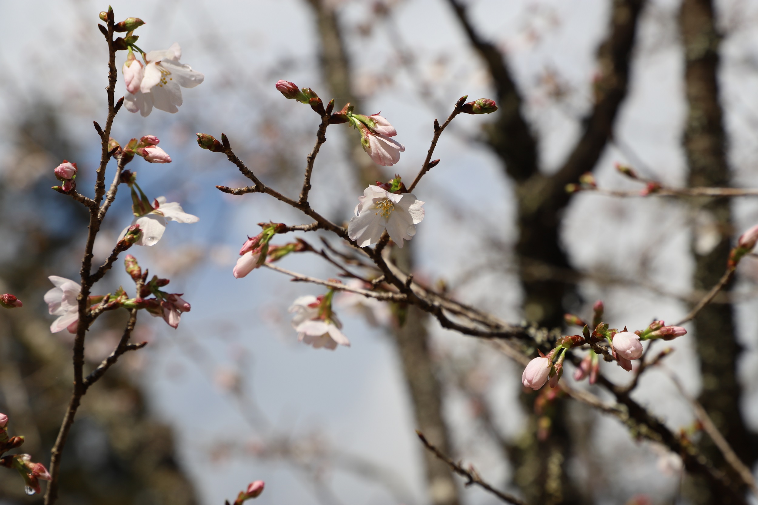 2026.3.19 ウミネコアップ