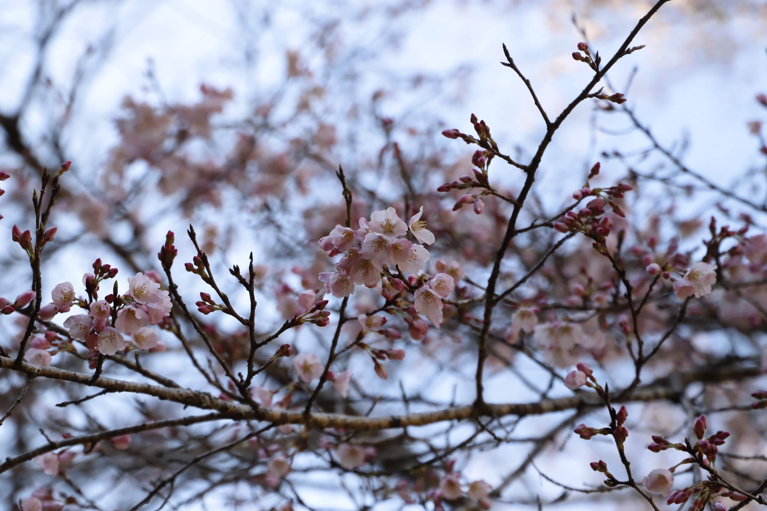 2026.3.19 小松乙女アップ