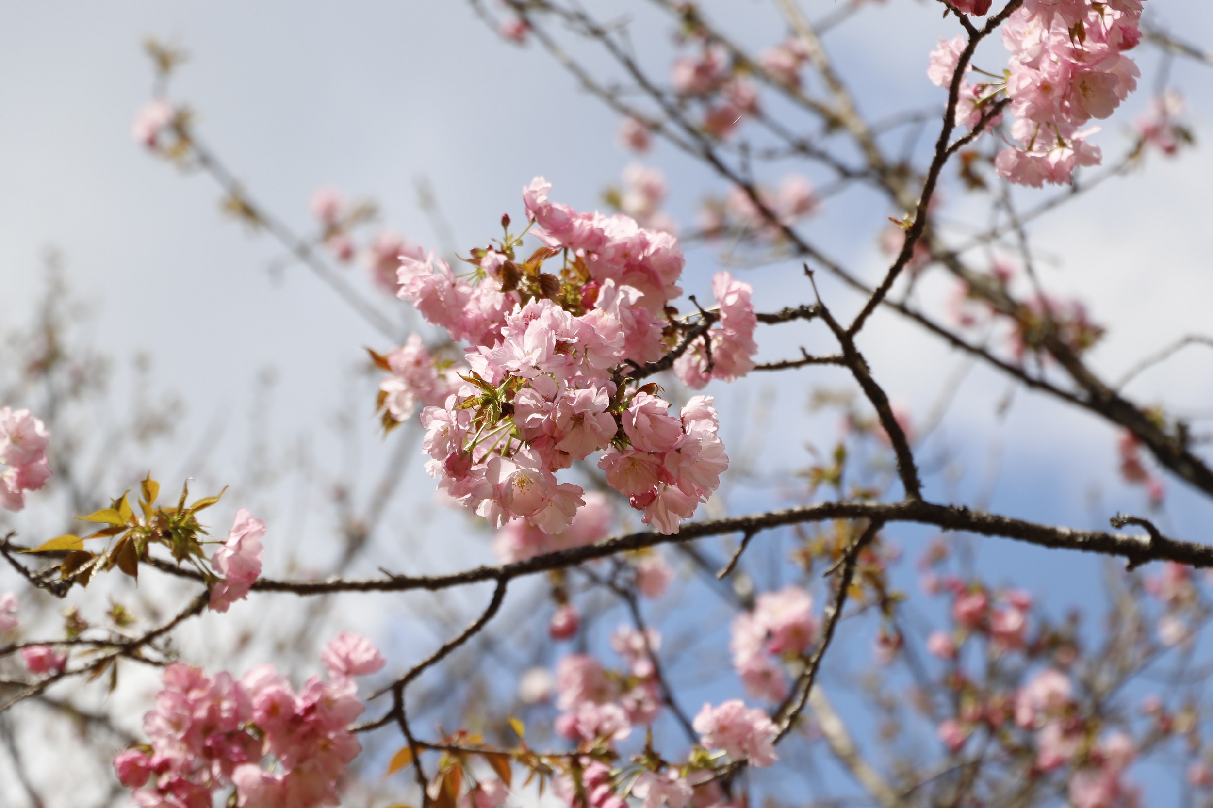 20260402奥州里桜アップ