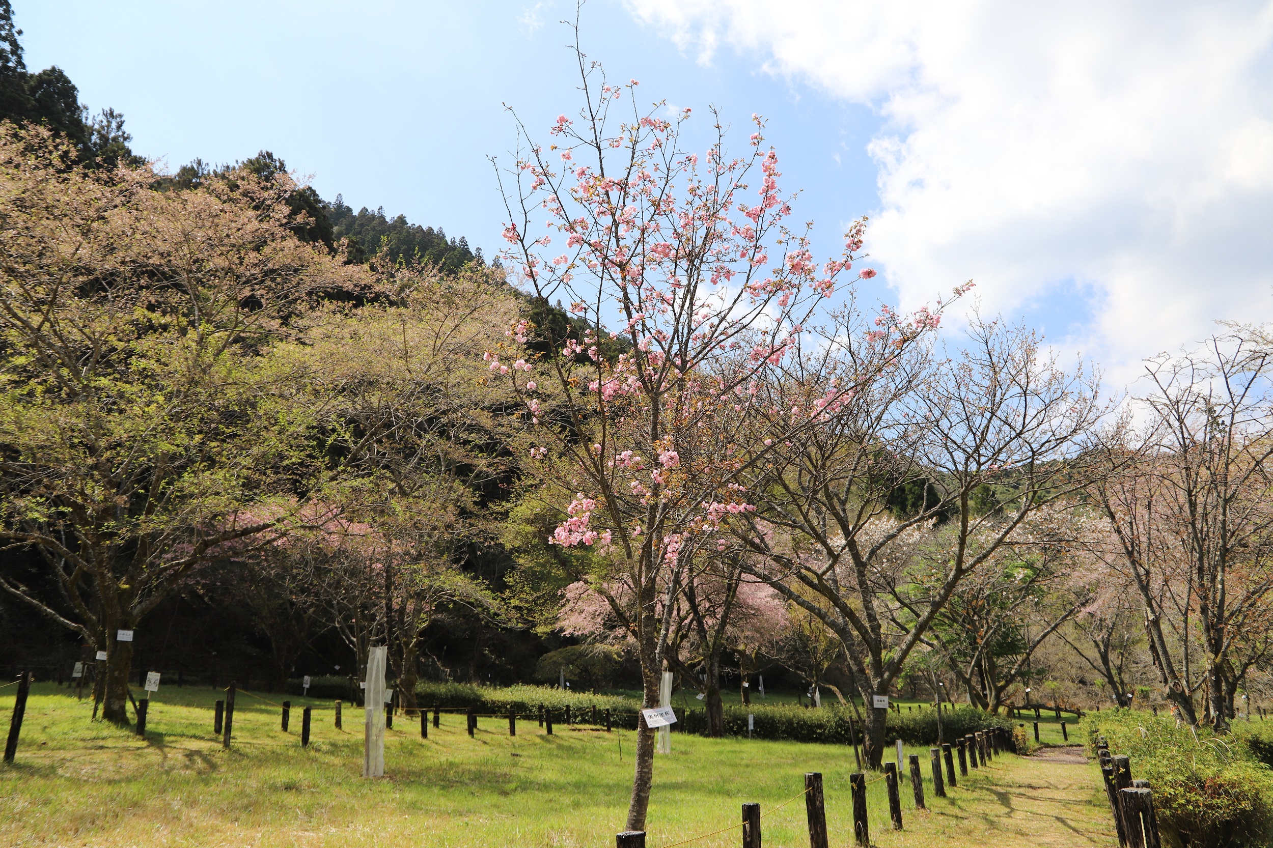 20260402奥州里桜全体
