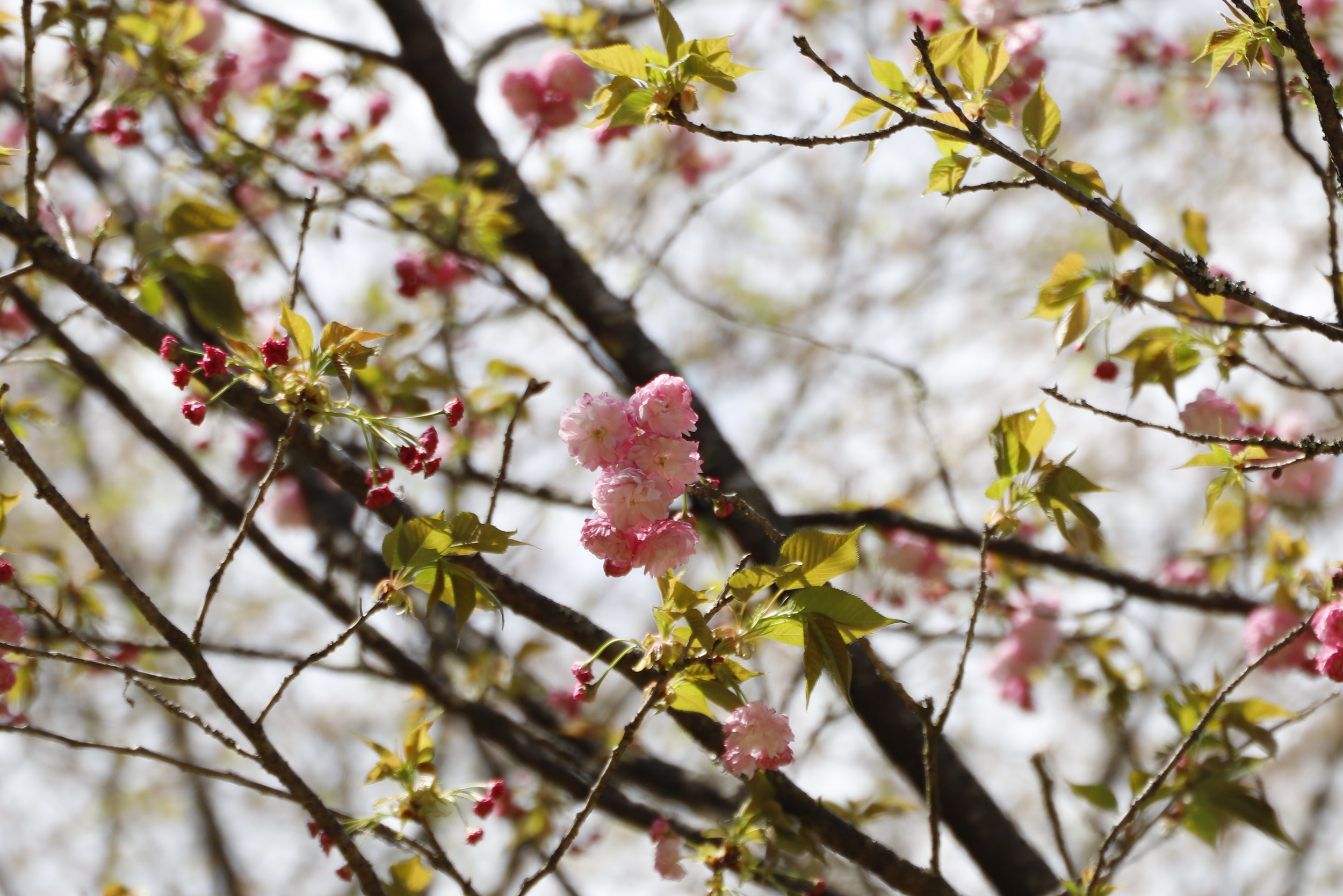 20260402関山アップ