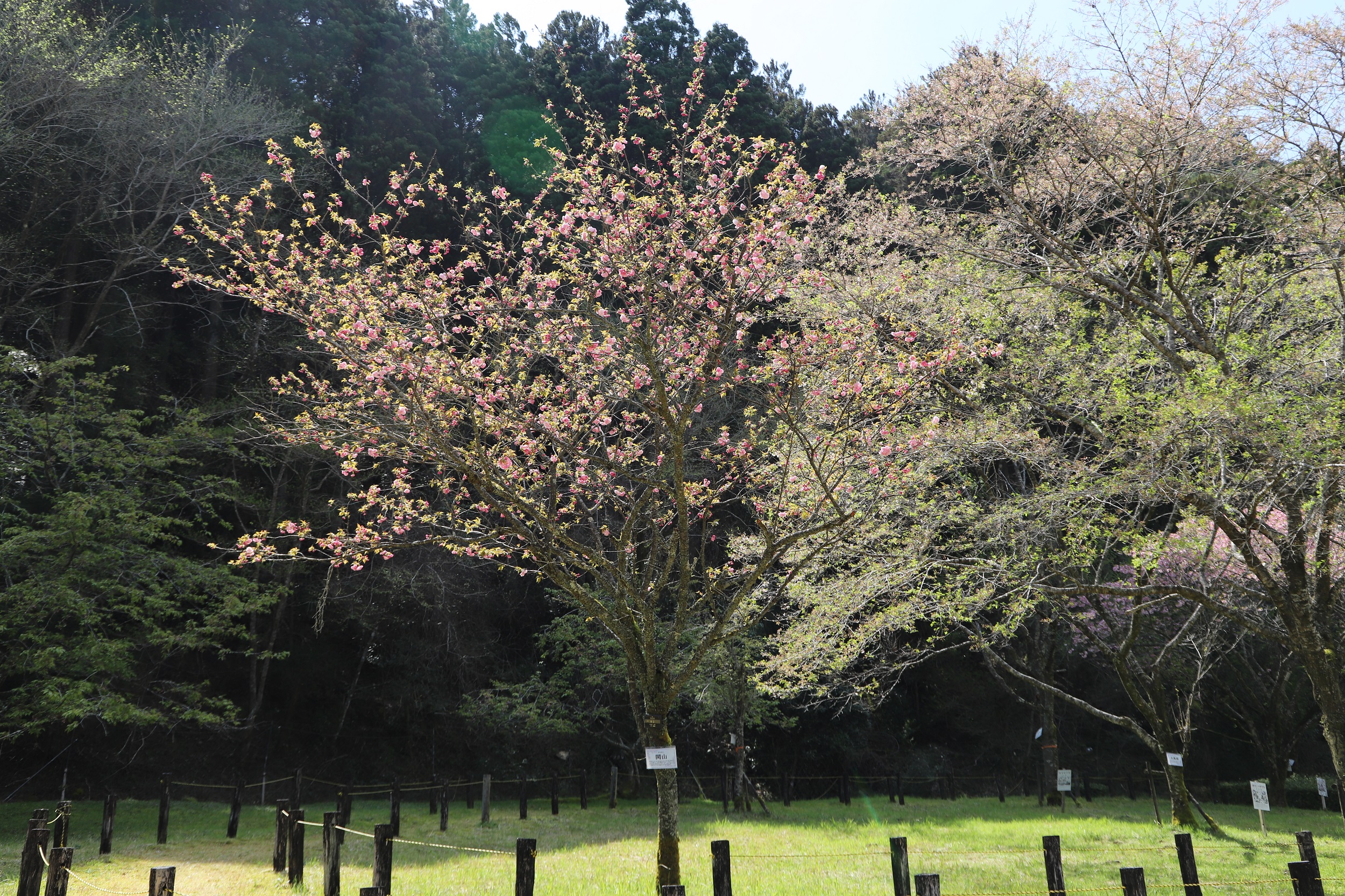 20260402関山全体