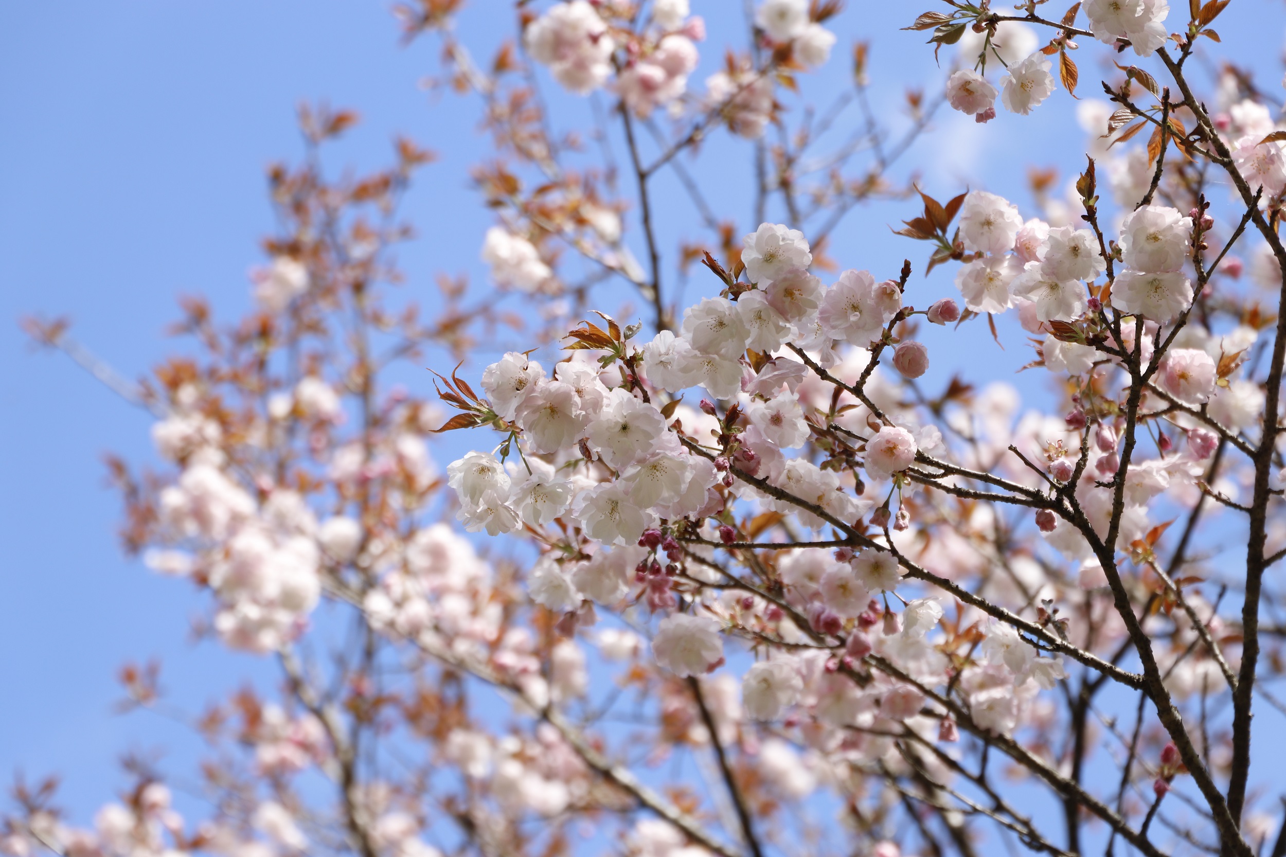 20260402手弱女アップ