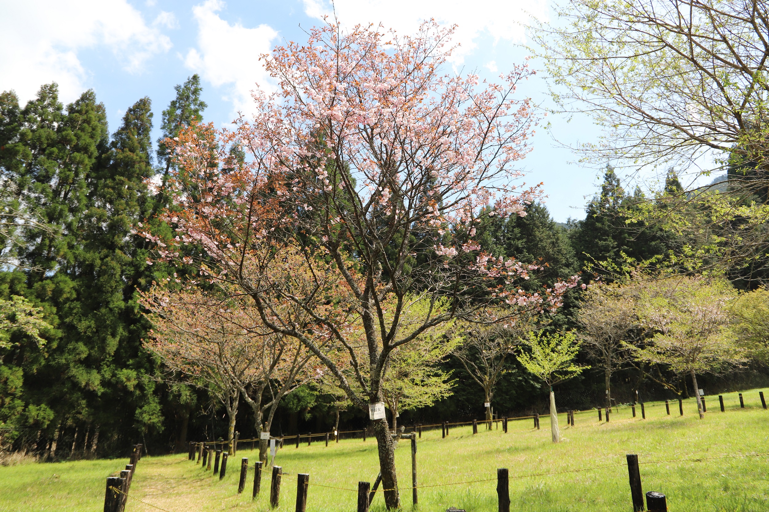 20260402手弱女全体