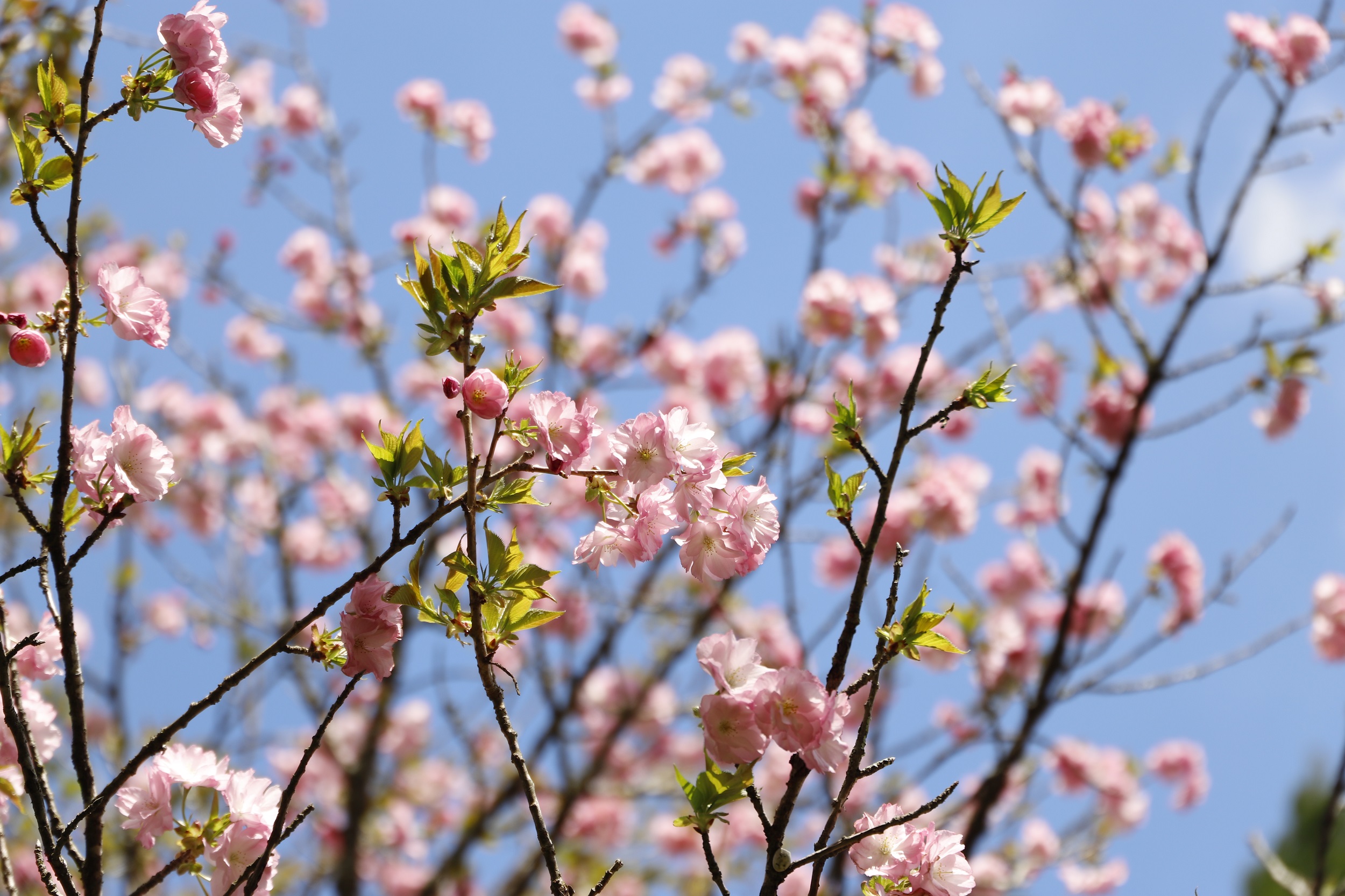 20260402松前紅豊アップ