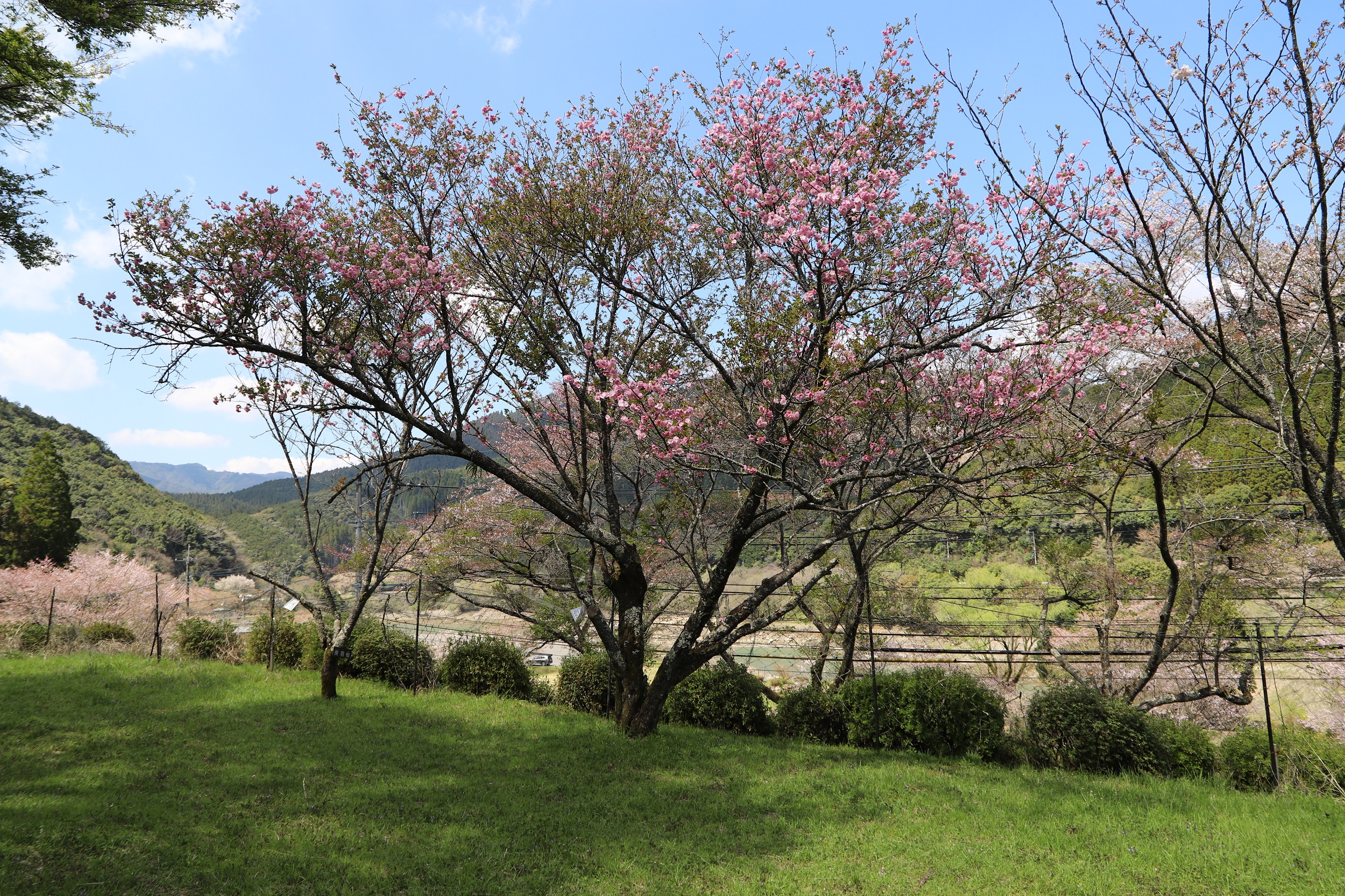 20260402松前紅豊全体