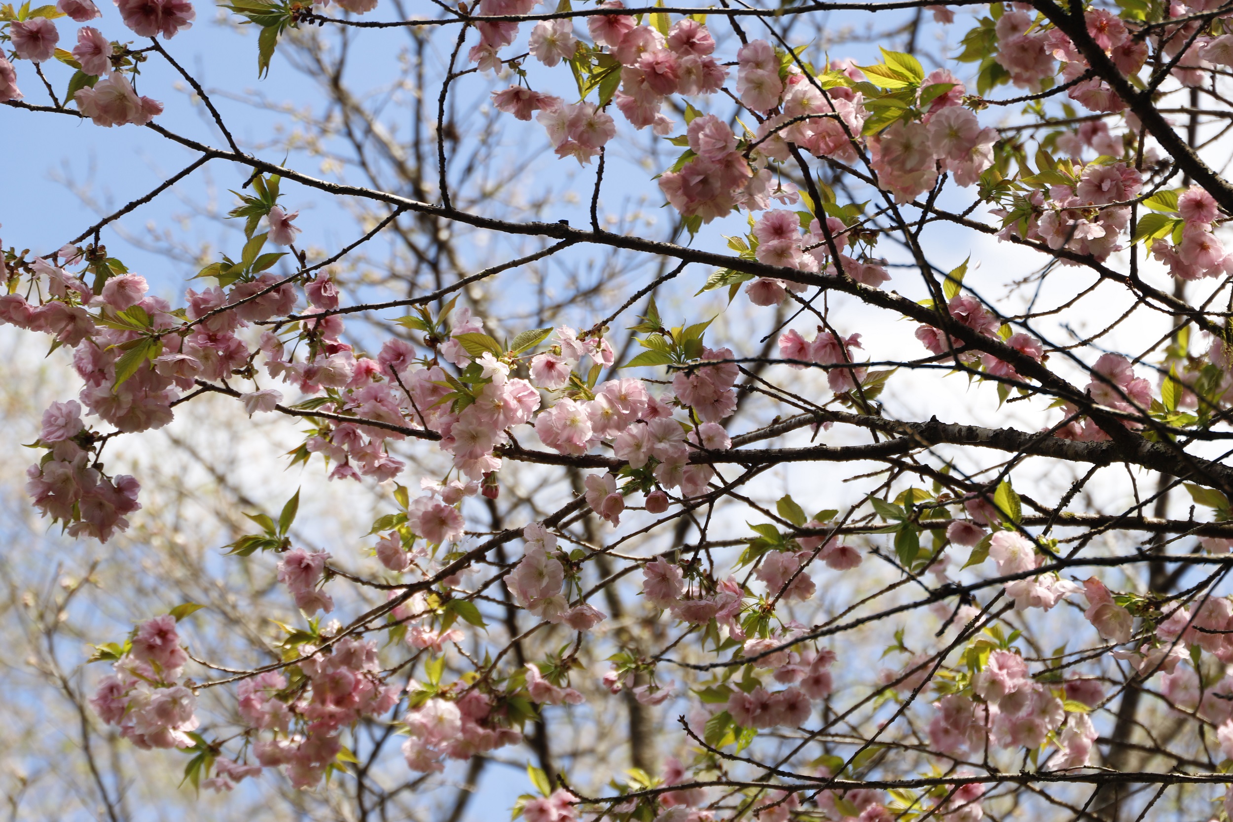 20260402松前早咲アップ