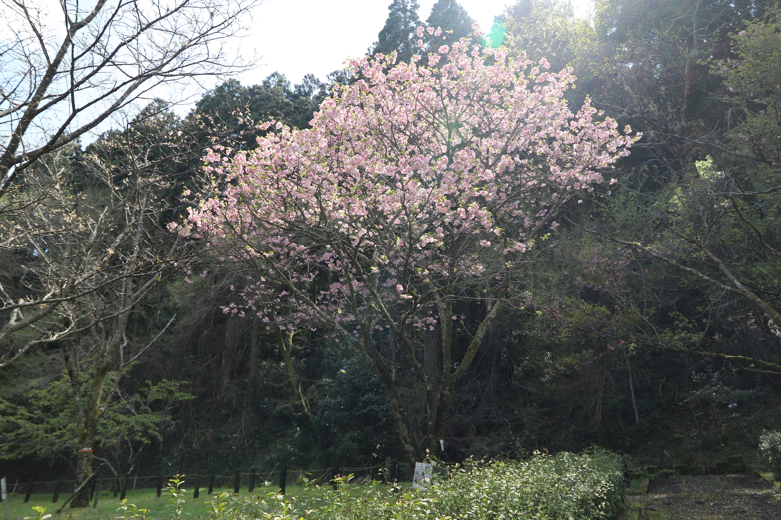 20260402松前早咲全体