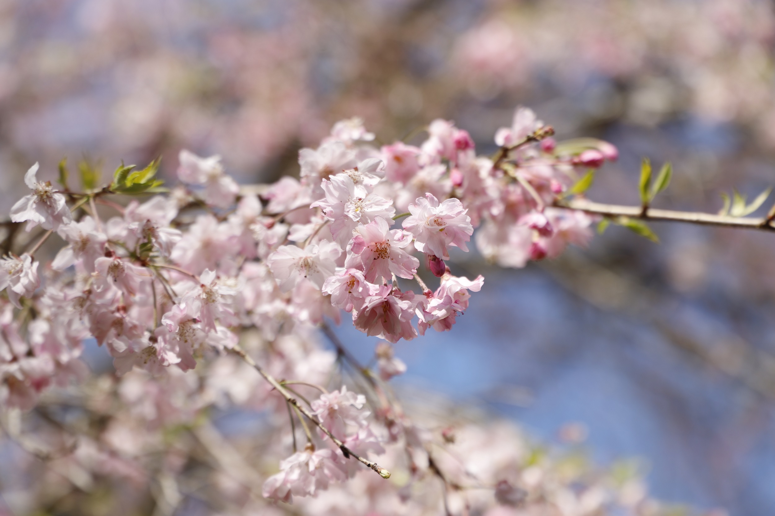 20260402八重紅枝垂アップ