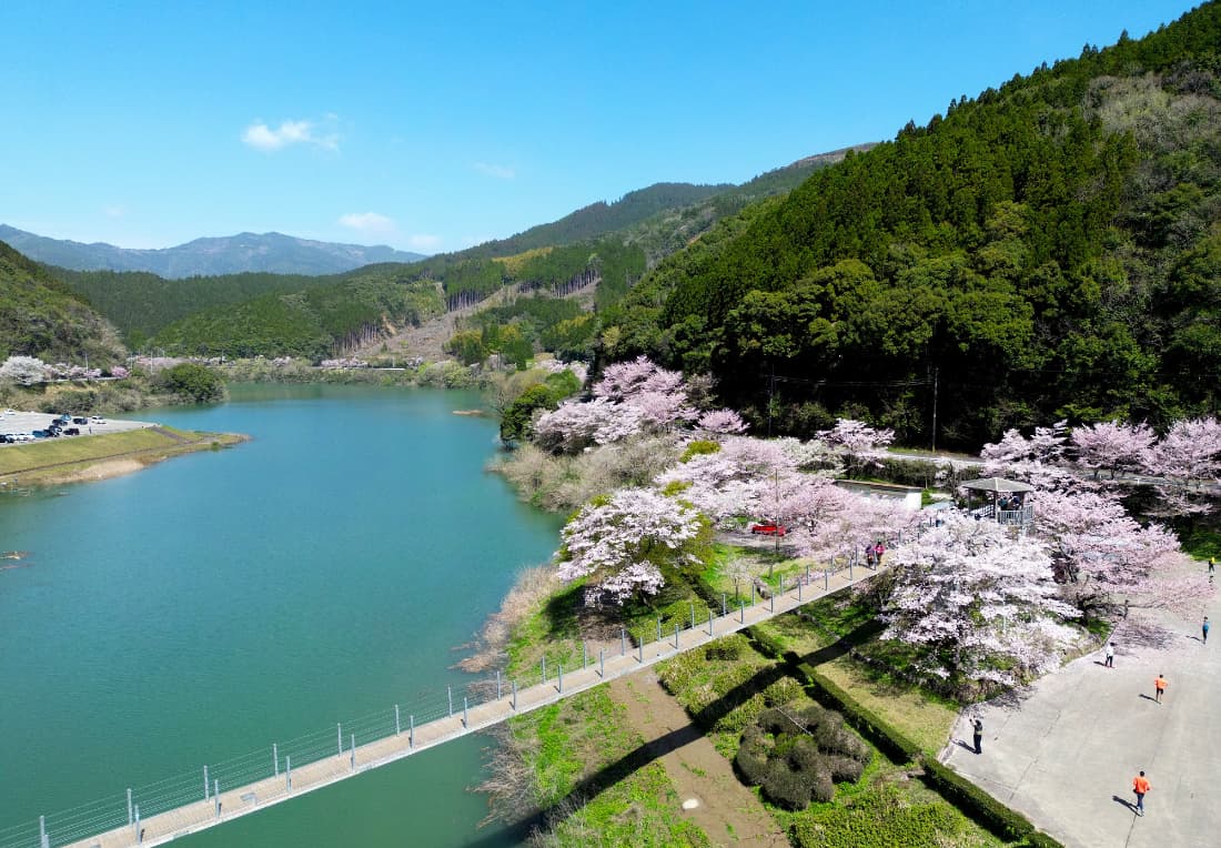 桜の咲く公園
