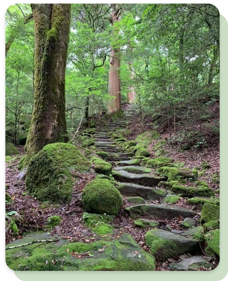 森林の写真