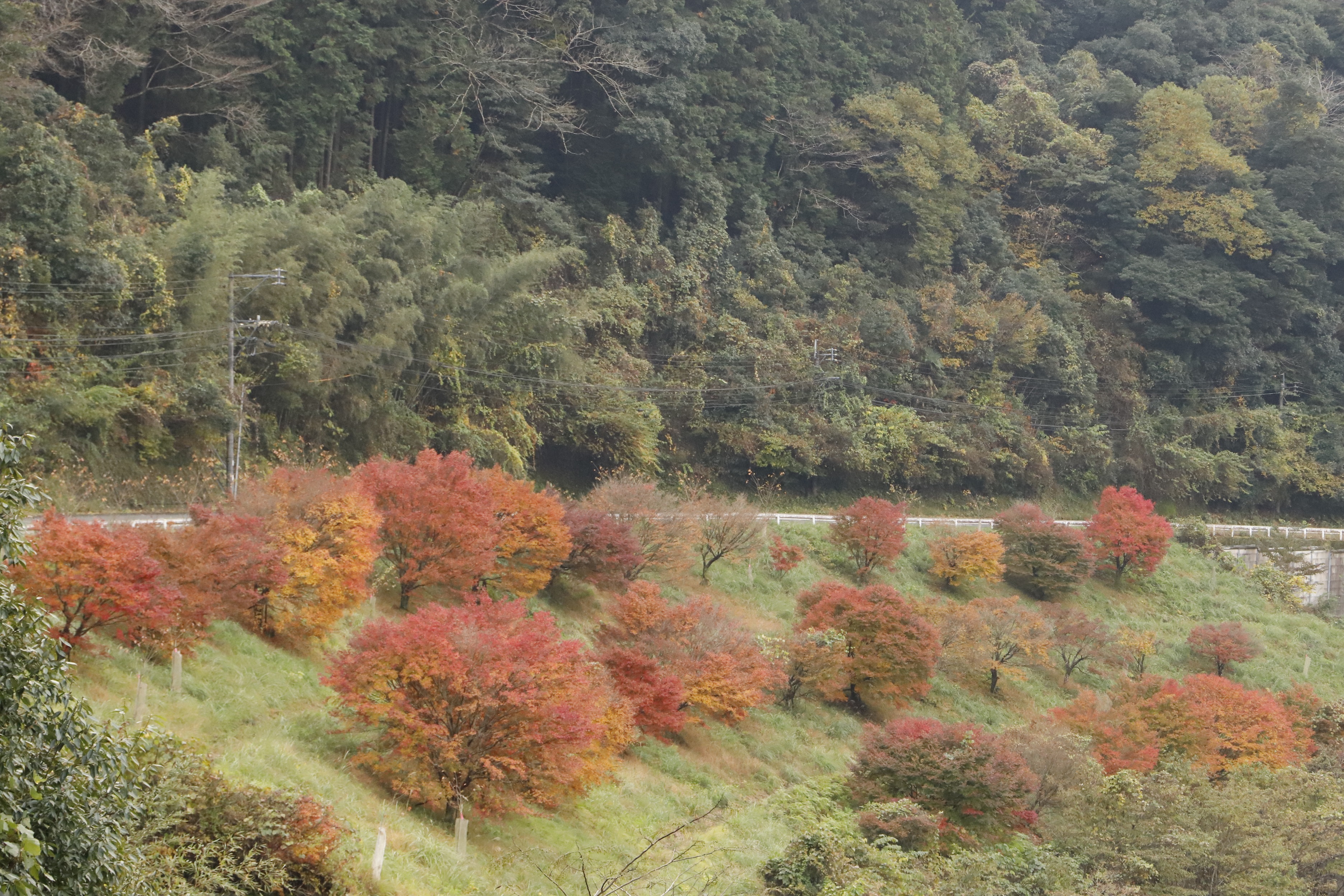 R7.11.25日暮れ坂（縮小）