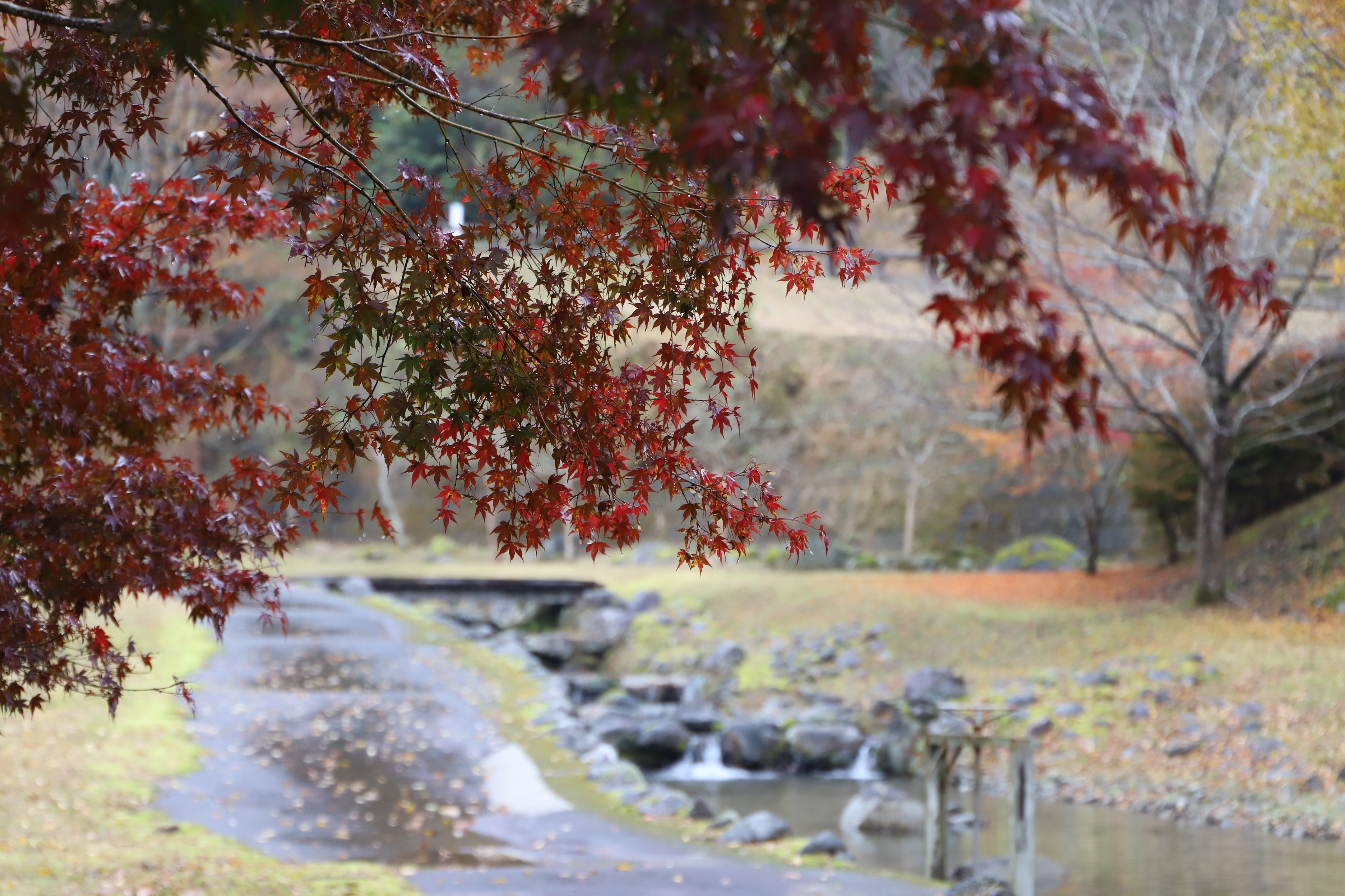 R7.11.25もみじ公園①（縮小）
