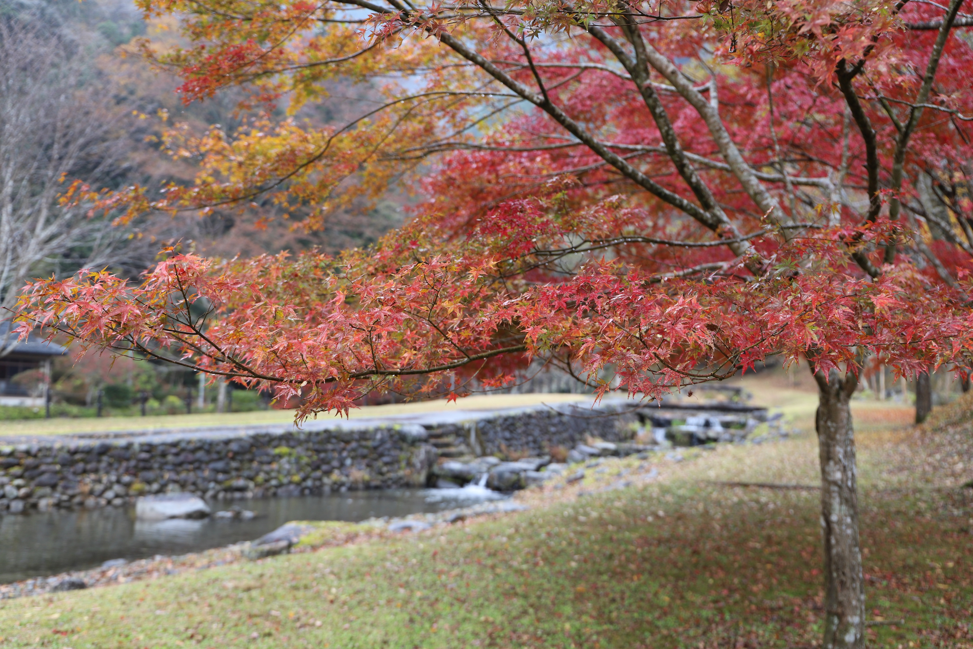 R7.11.25もみじ公園②（縮小）