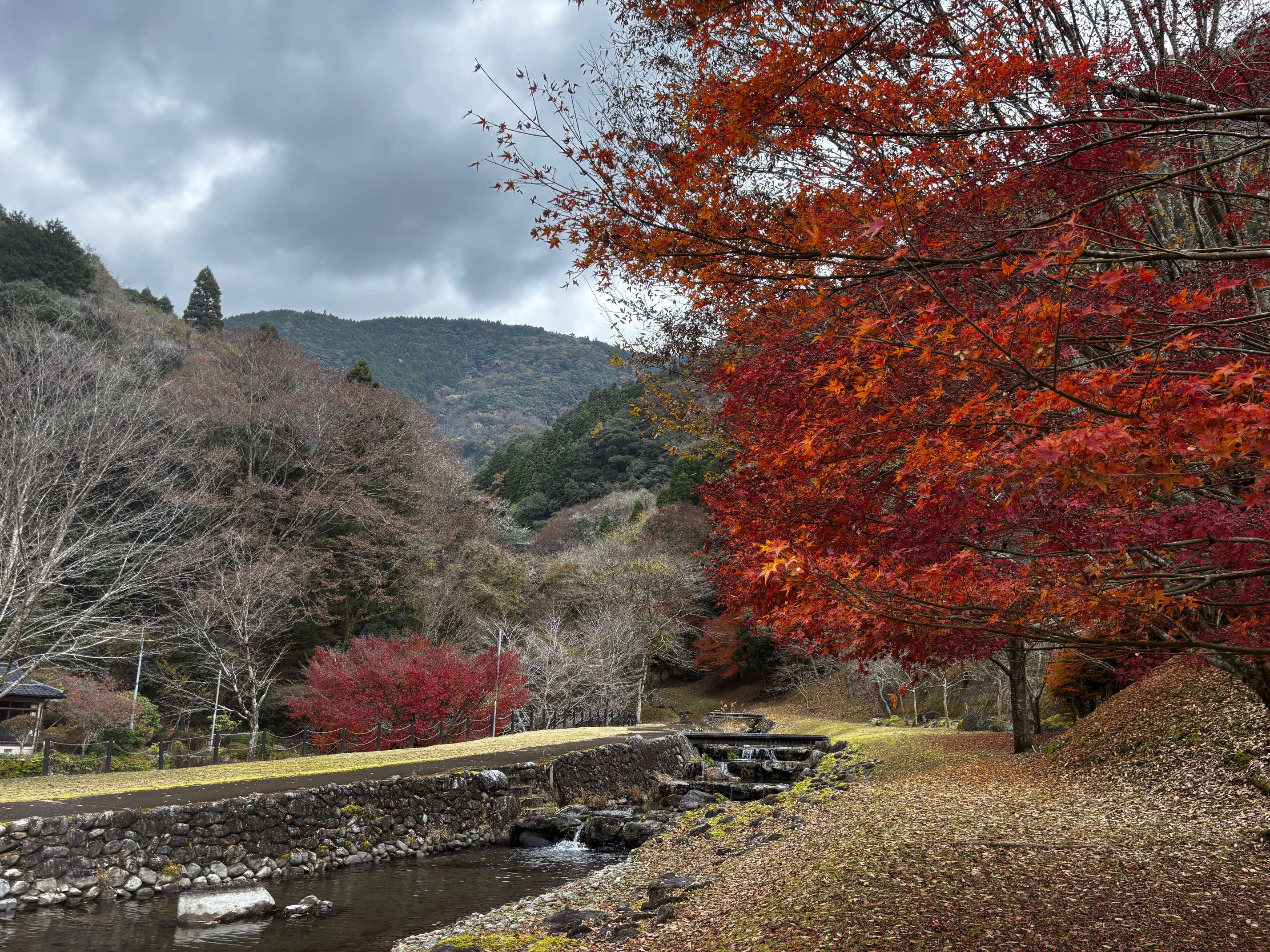 R7.12.1もみじ公園