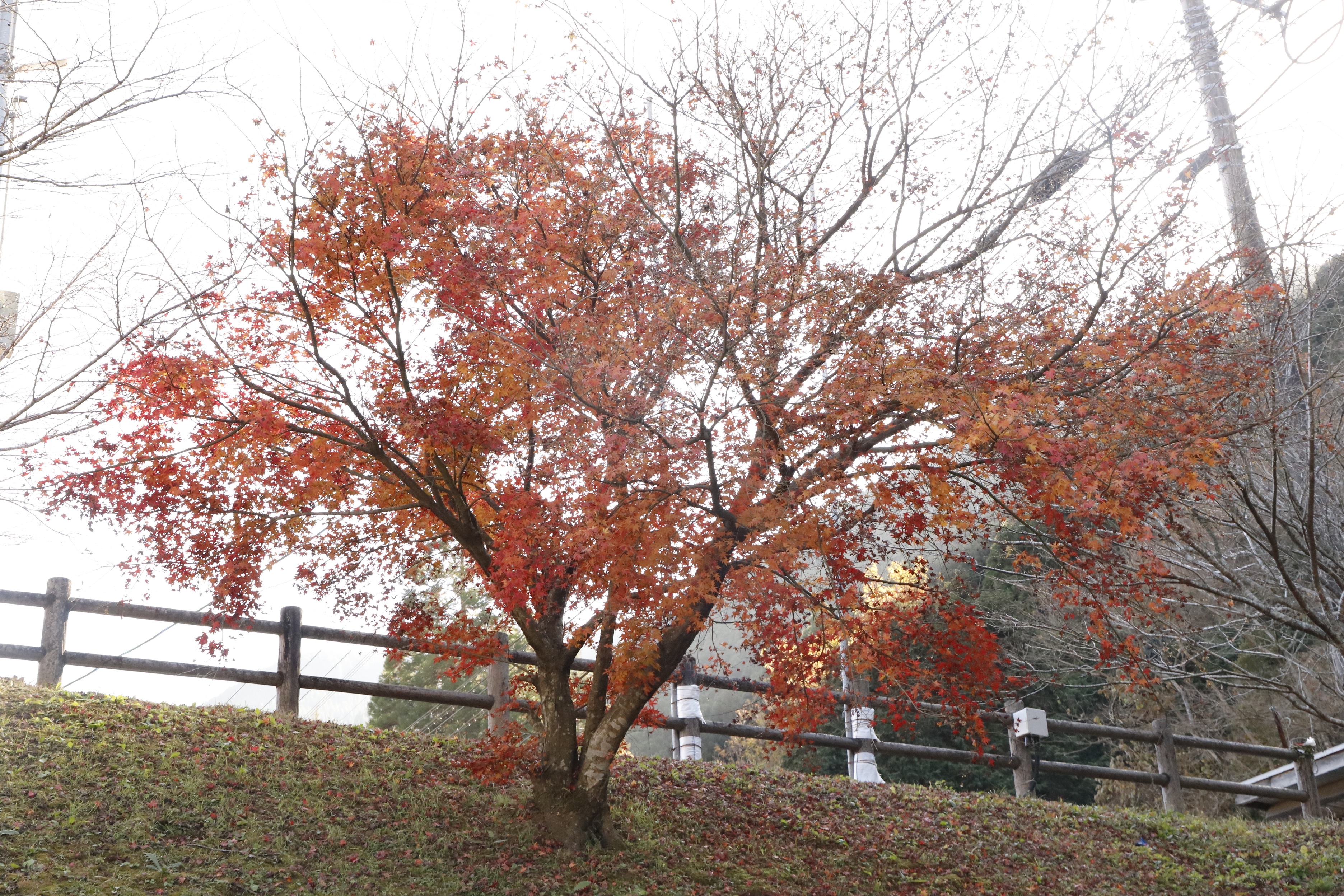 R7.12.9汗ノ原親水公園（縮小）