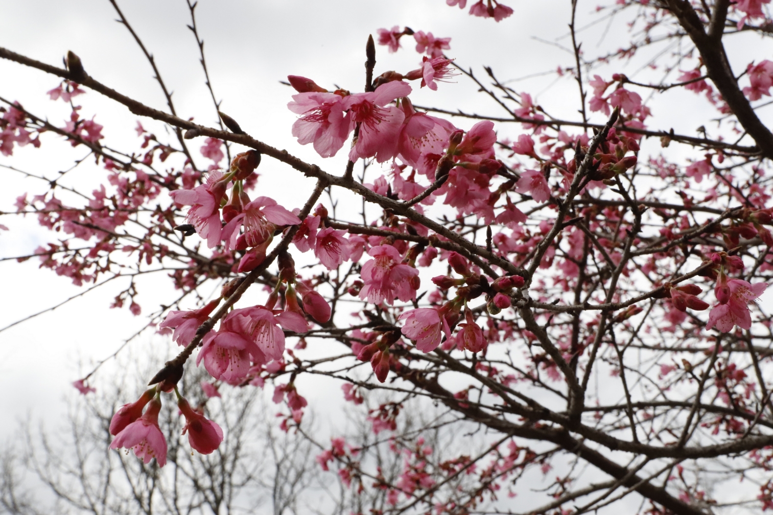 20260226ニチナンカンザキ1号（もとゆの森）