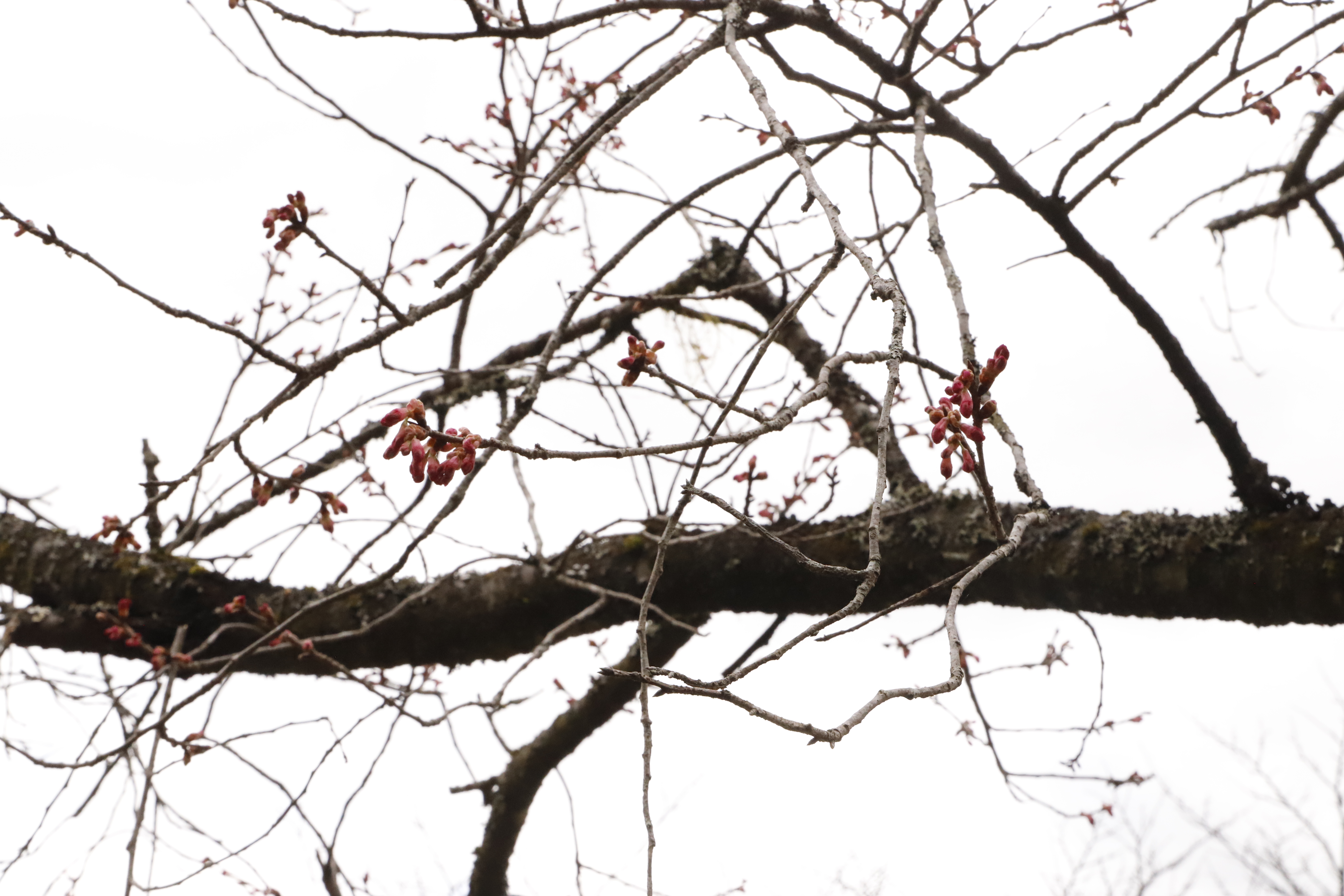 20260226寒緋桜（縮小）