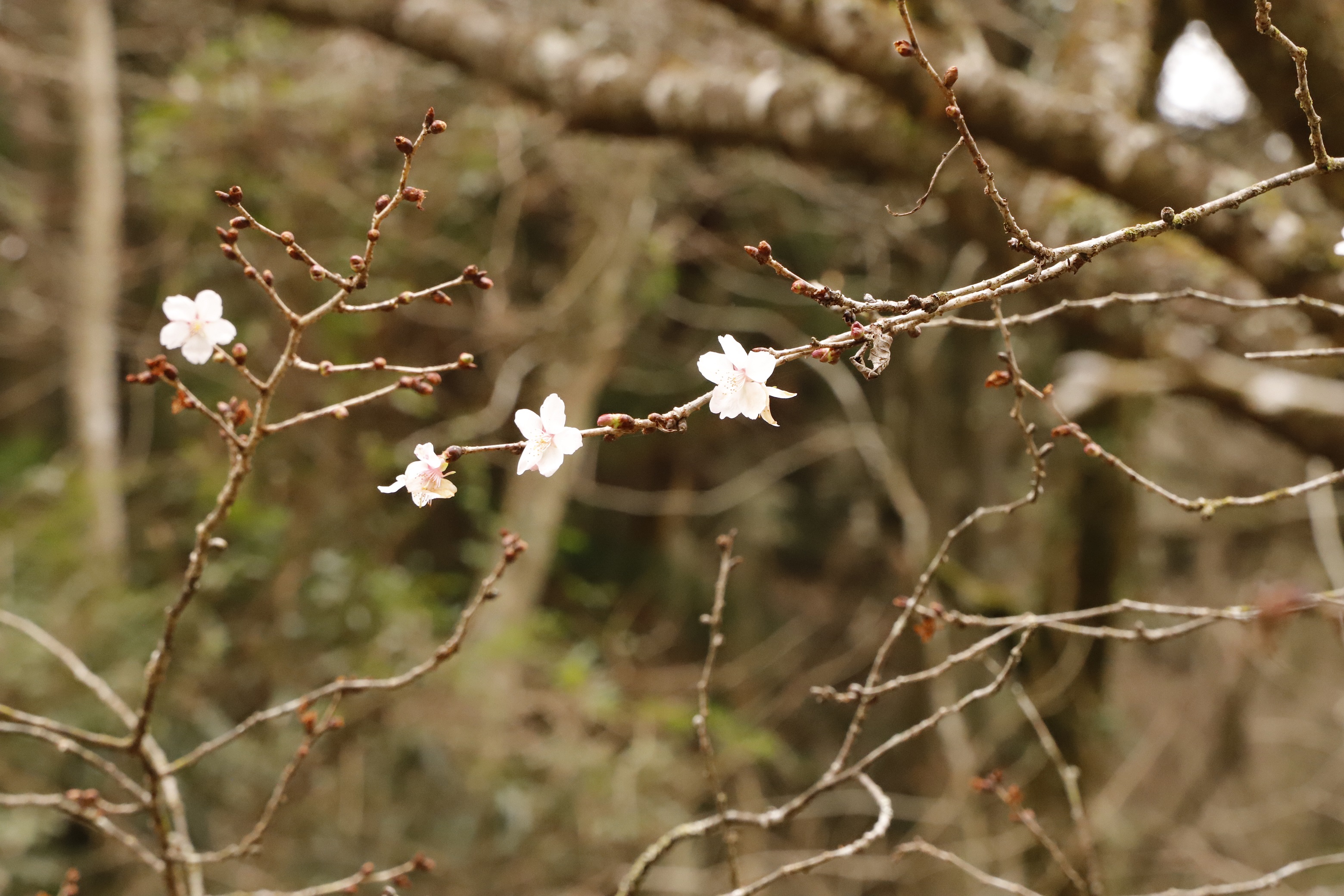 20280226冬桜（縮小）