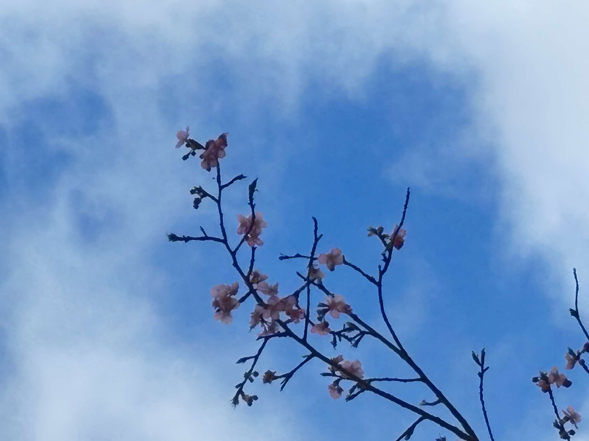 20260226河津桜（アップ）