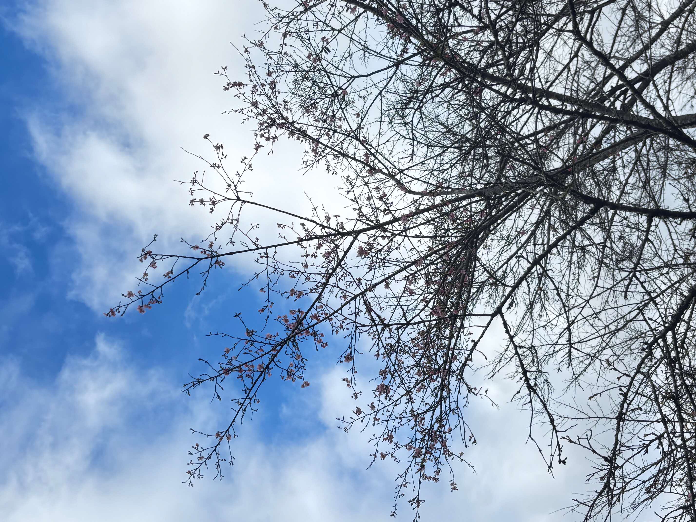 20260226河津桜（全体）