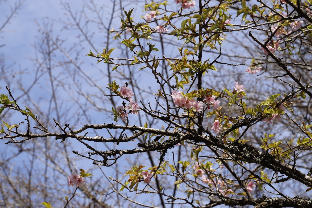 20260304河津桜（縮小）2