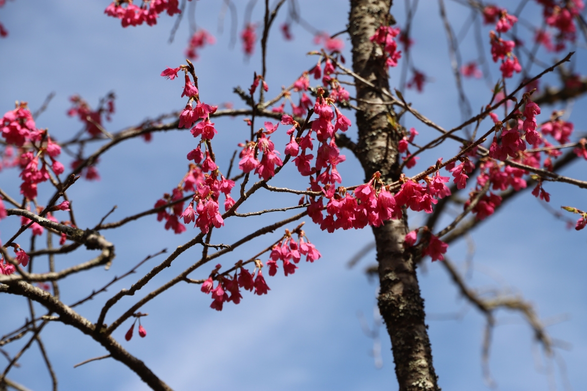 20260304寒緋桜アップ（縮小）