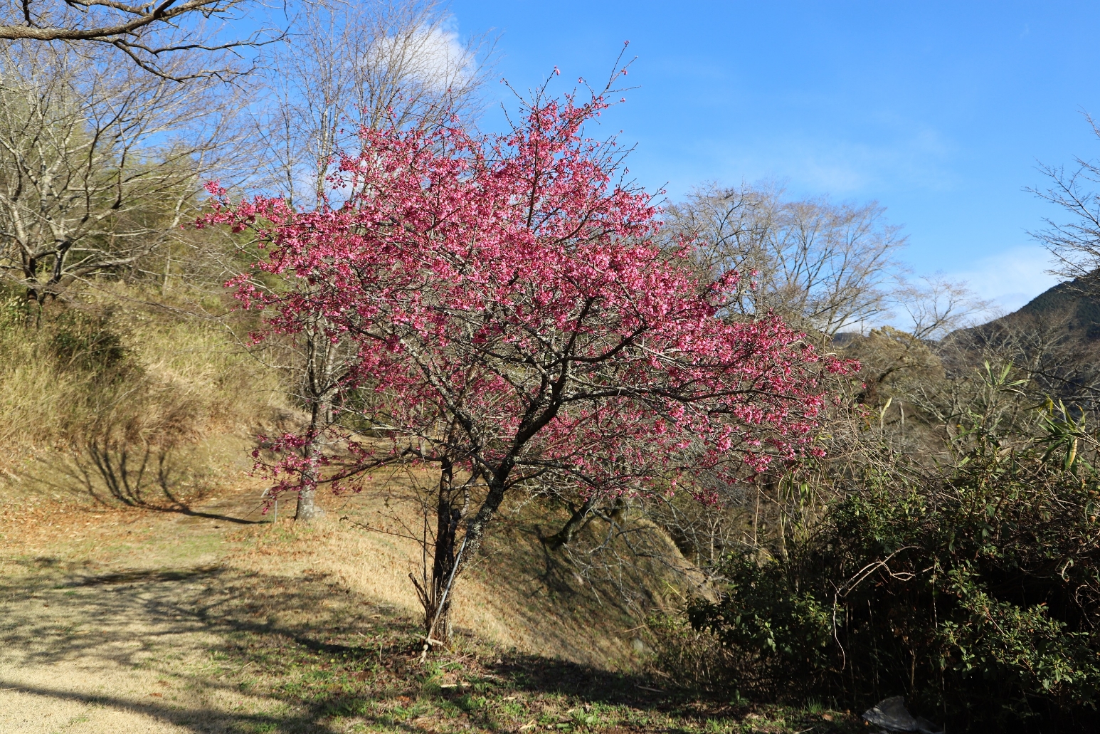 20260303ニチナンカンザキ全景