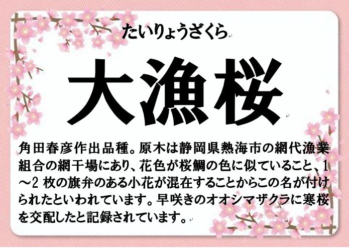大漁桜