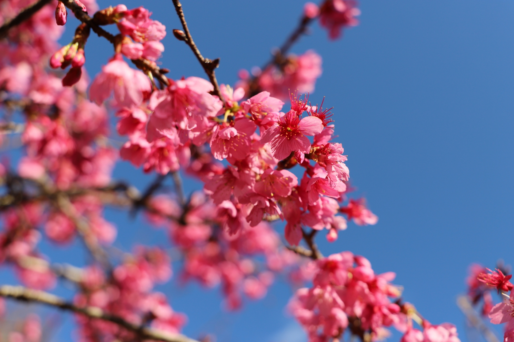 20260303ニチナンカンザキアップ