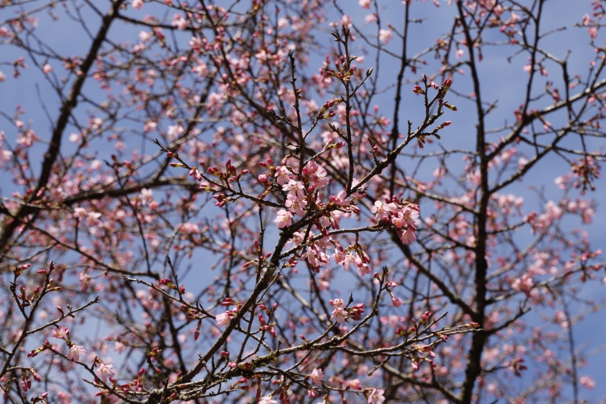 20260304オカメ（縮小）