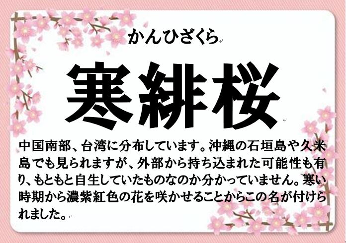 寒緋桜