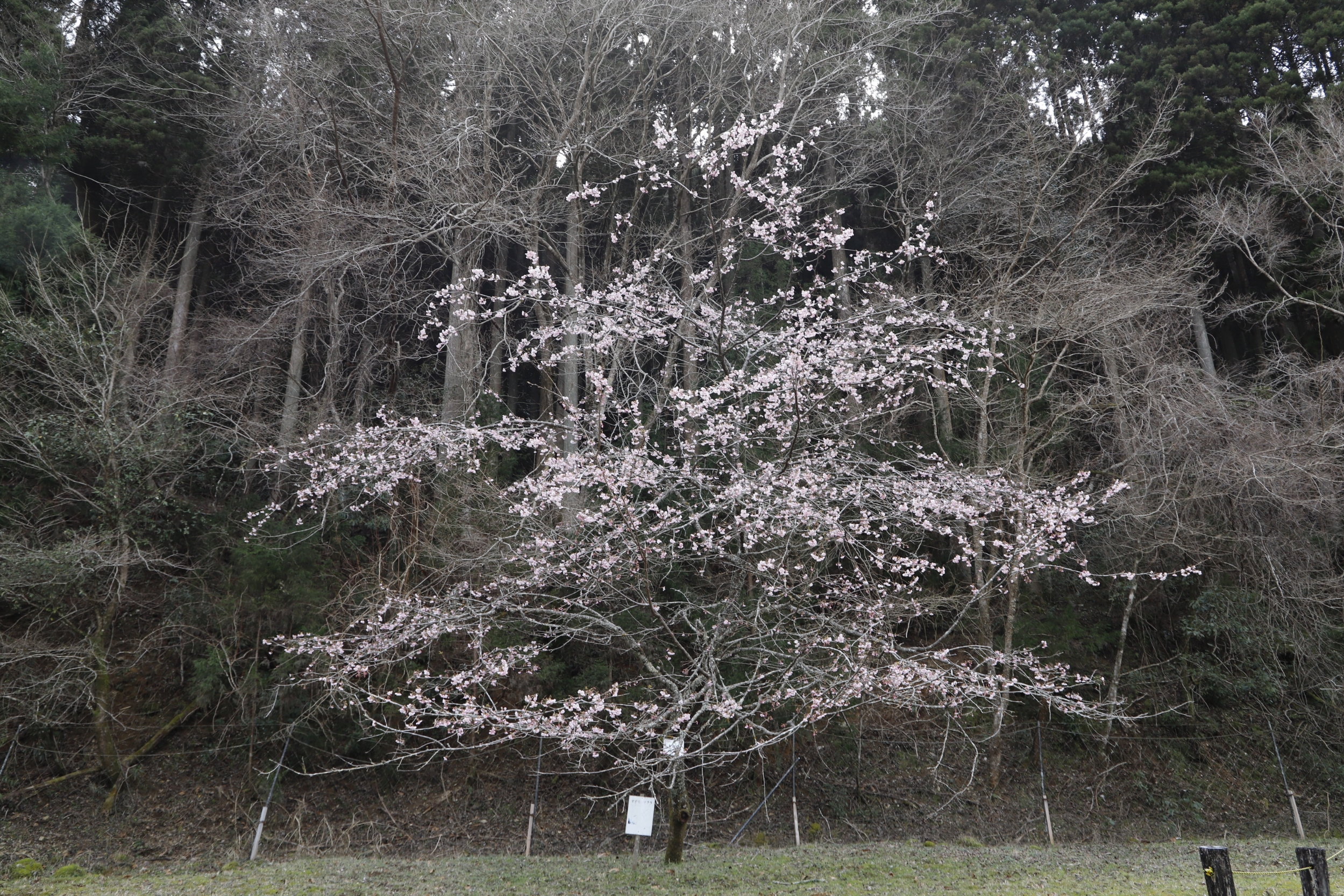 大寒桜全体