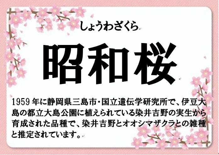 昭和桜