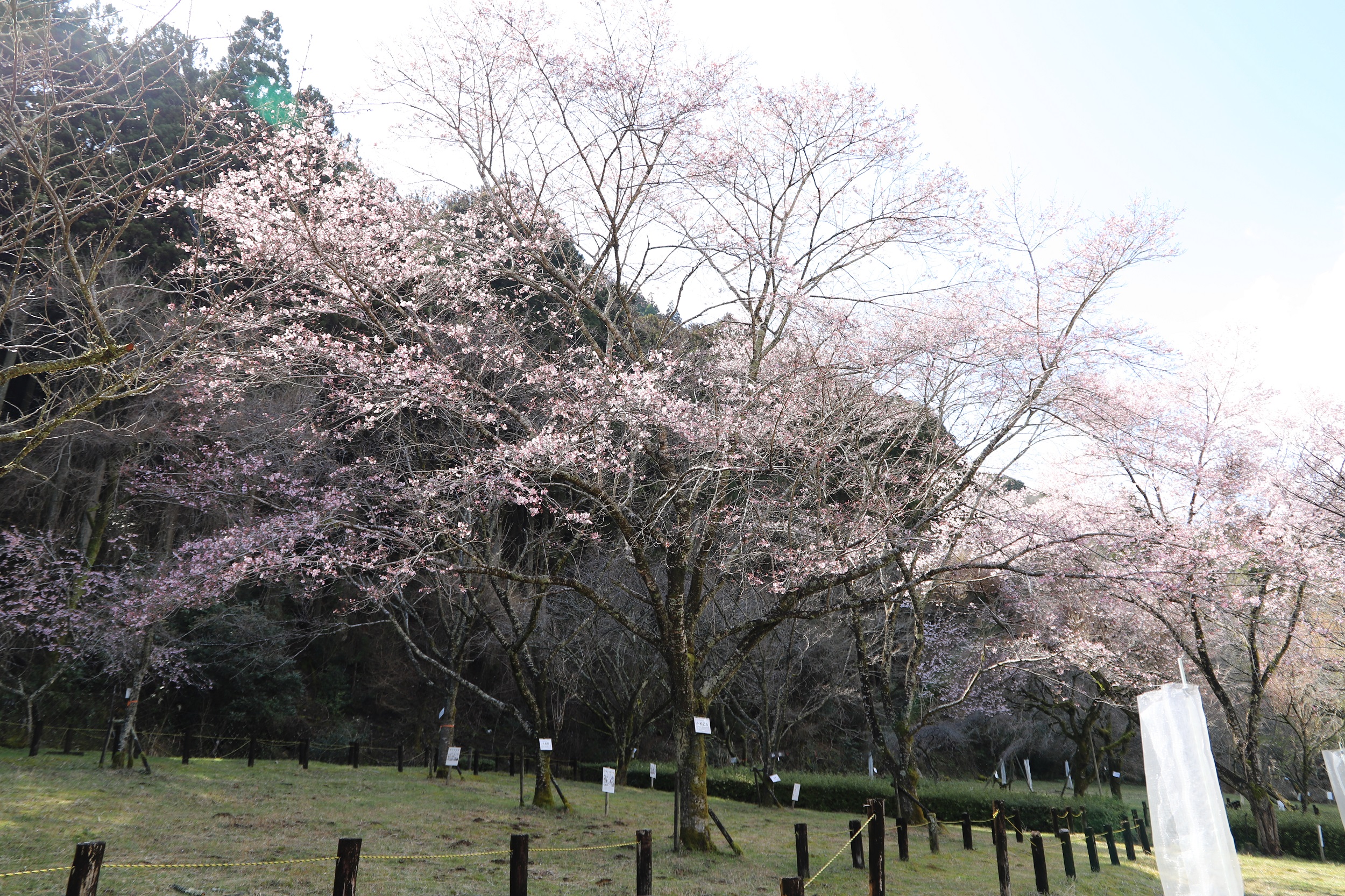 2026.3.19　小松乙女全体