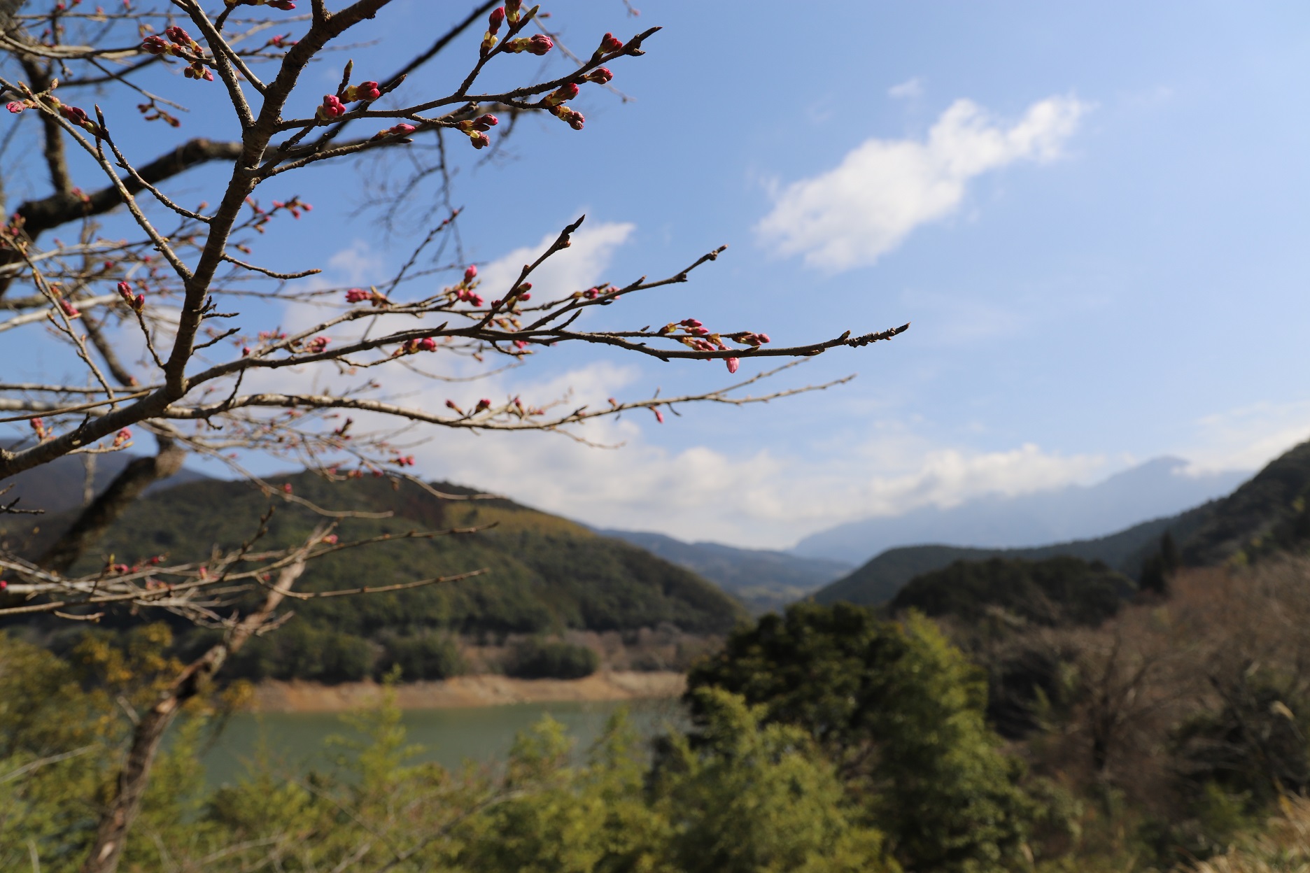 IMG_6381（市房ダム湖）桜縮小