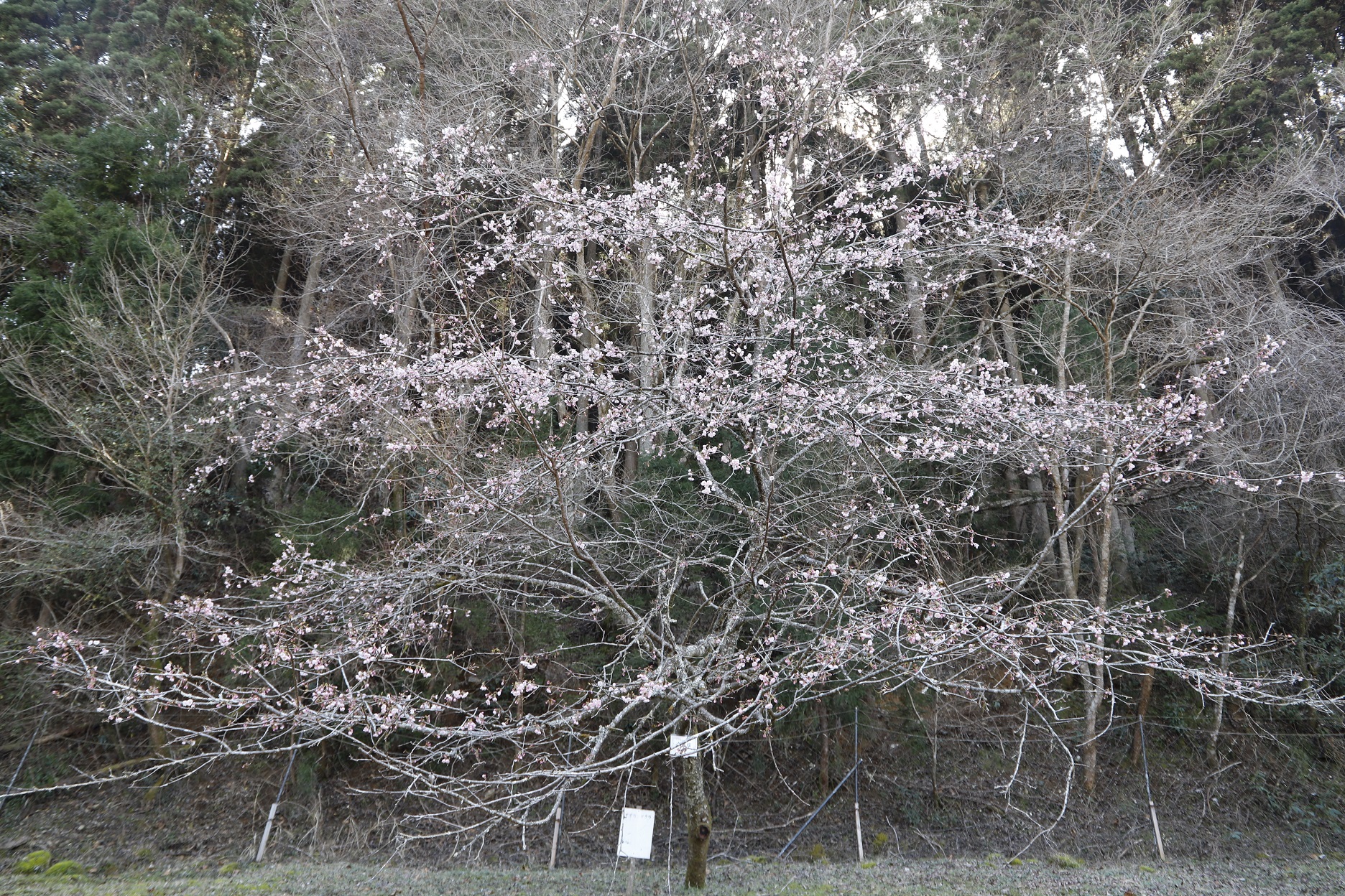 20260310大寒桜