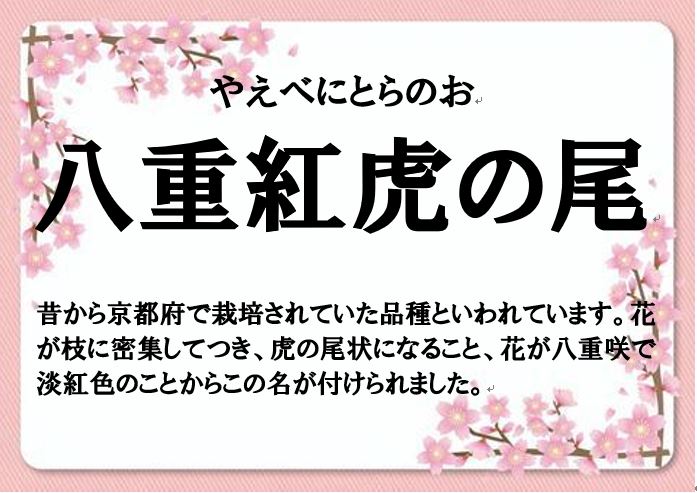 八重紅虎の尾