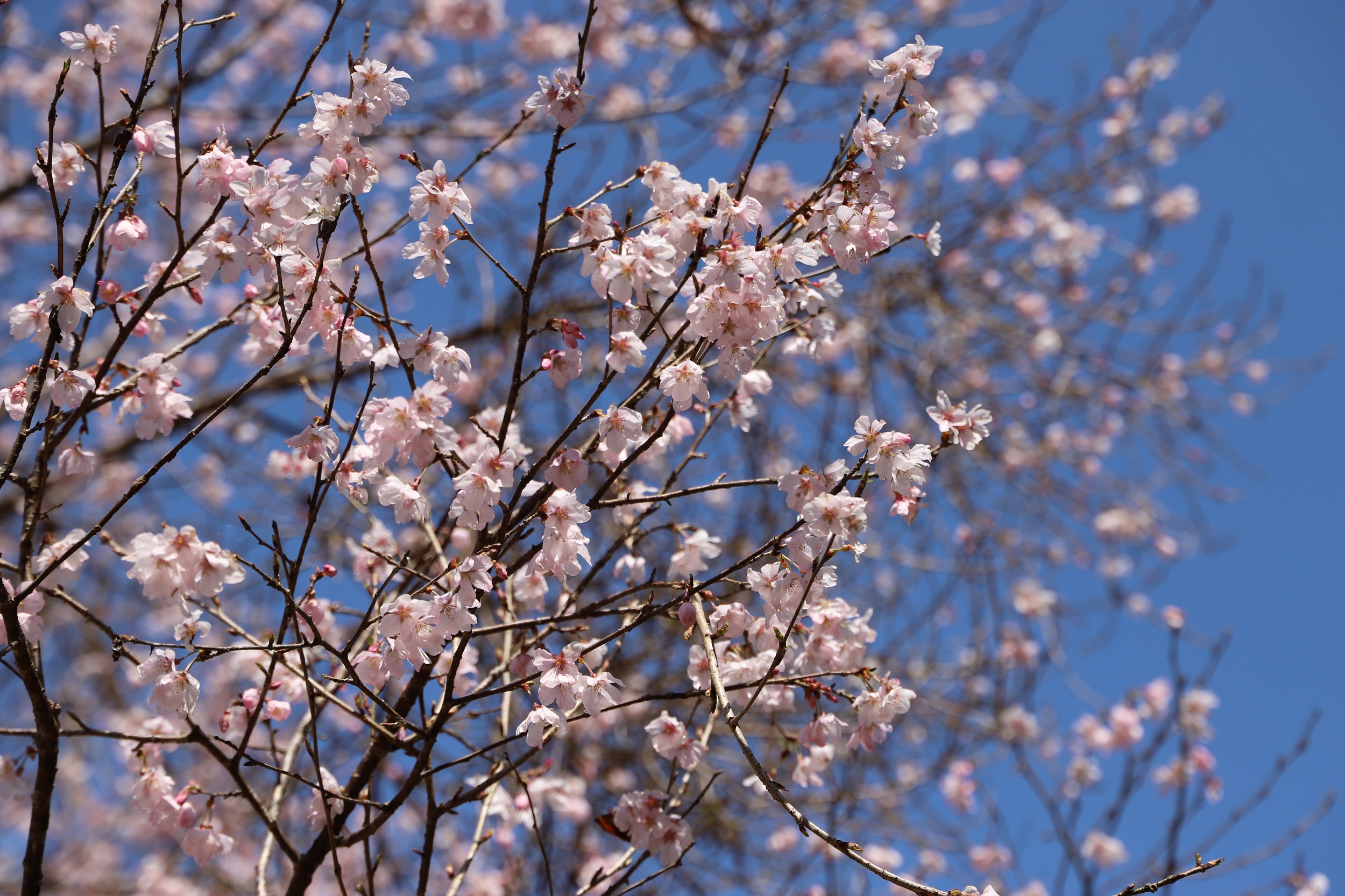 2026.3.19　小彼岸アップ