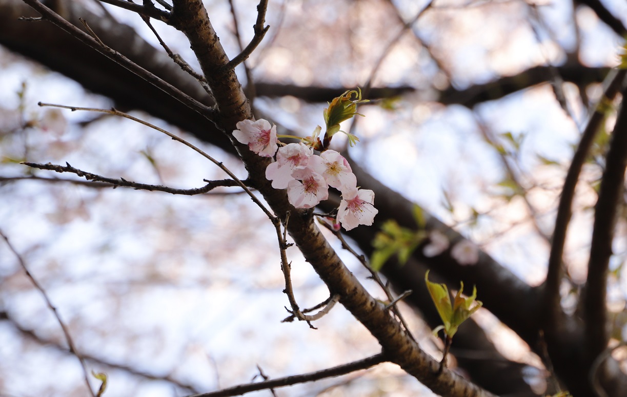 20260310大漁桜アップ