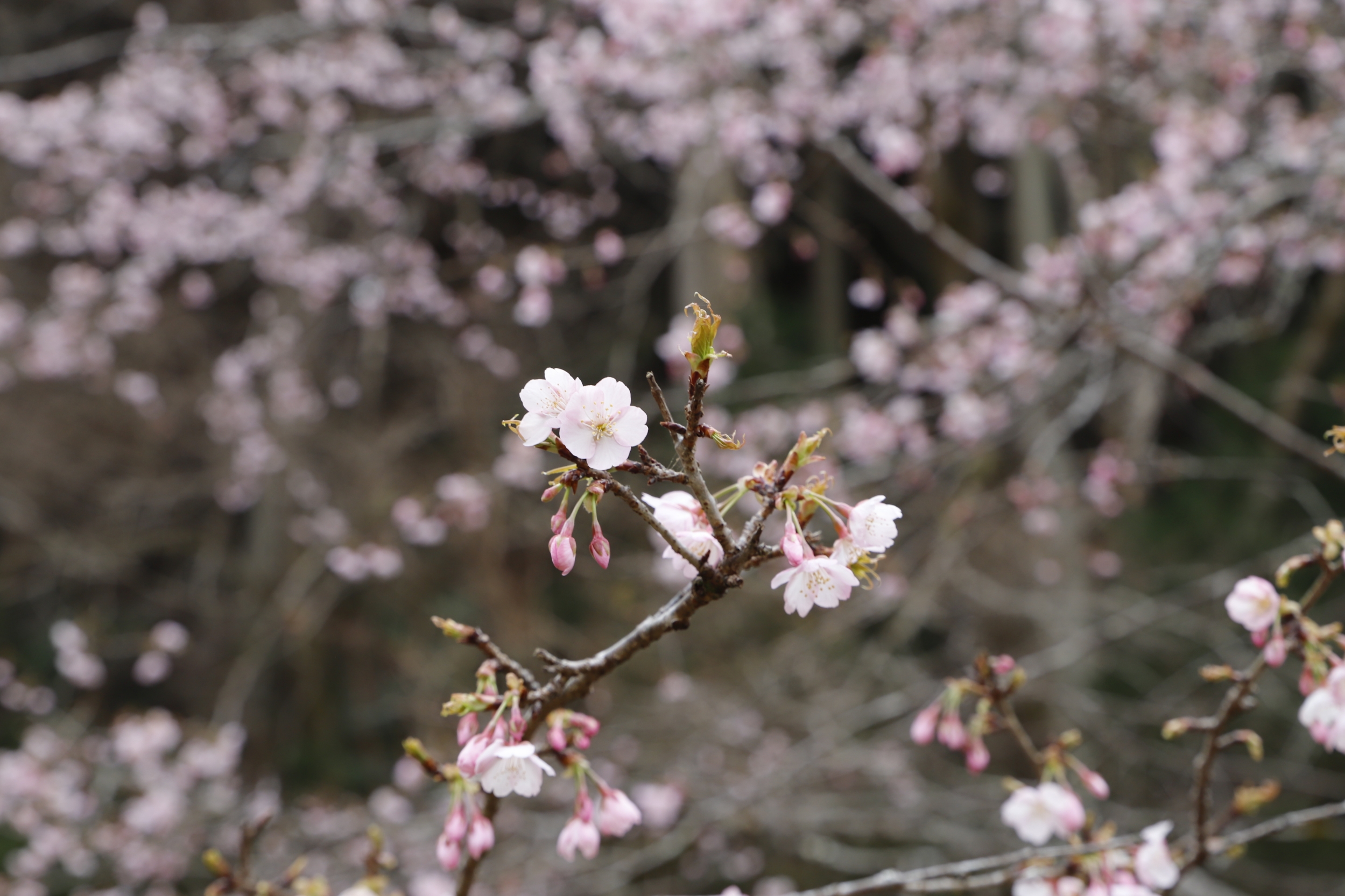 大寒桜アップ