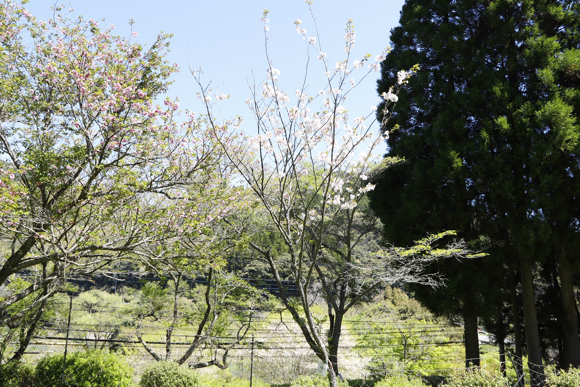 20260408　早晩山（引き）縮小