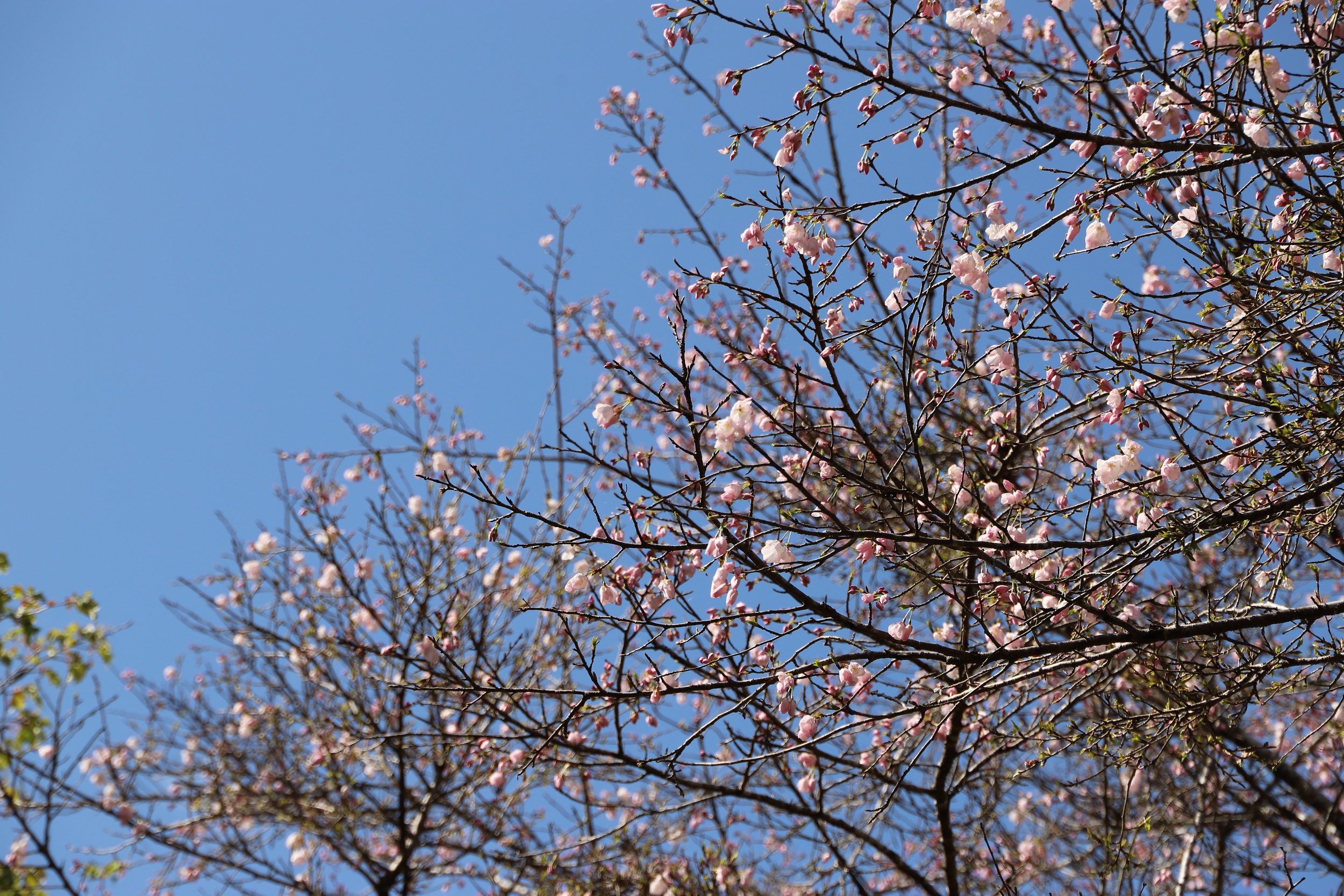 2026.3.19　アメリカアップ