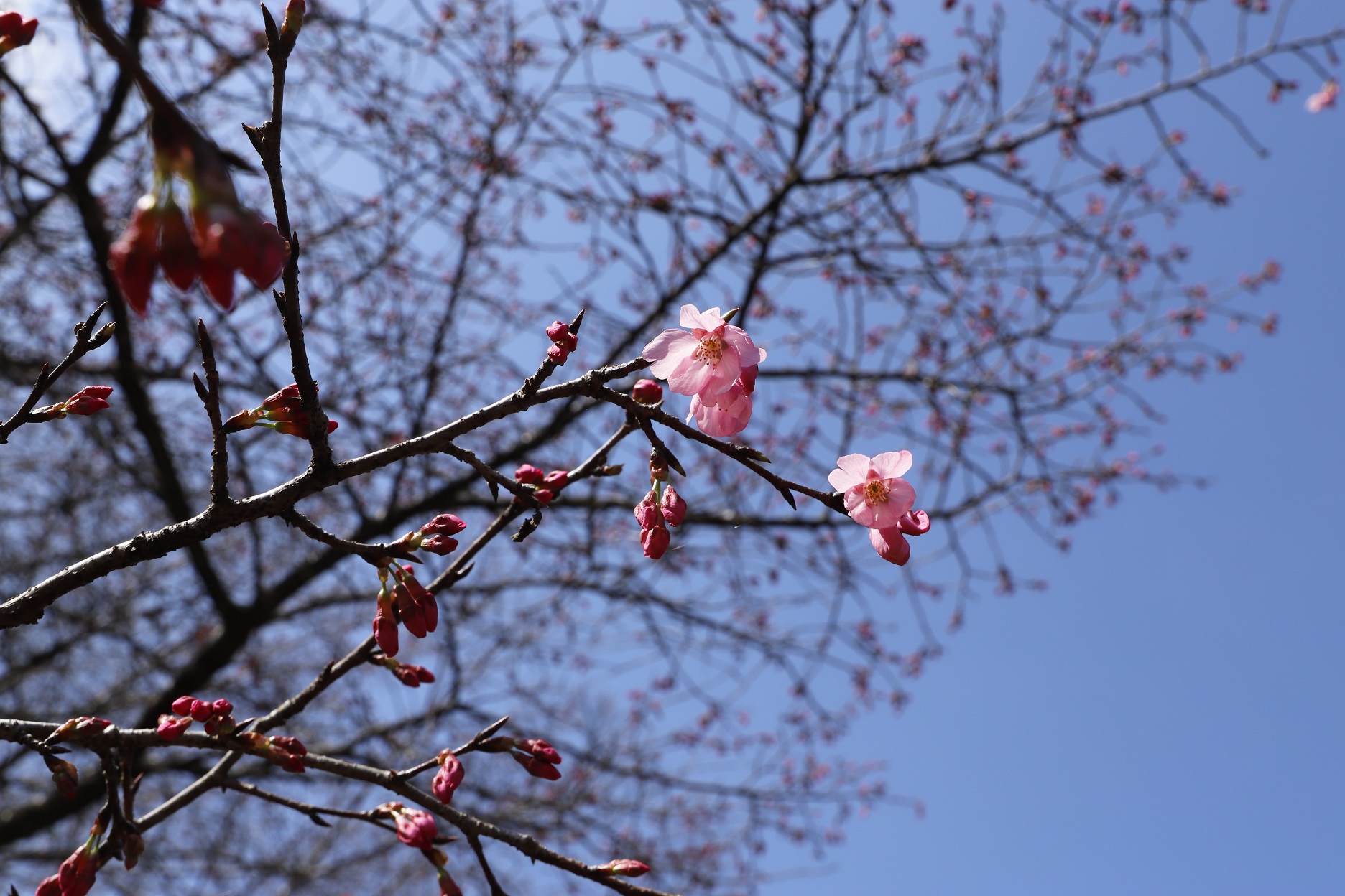 _MG_6415（桜図鑑園・雅アップ）縮小