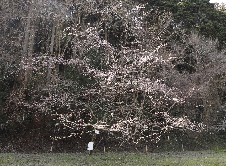 _MG_6400（桜図鑑園・大寒桜）縮小
