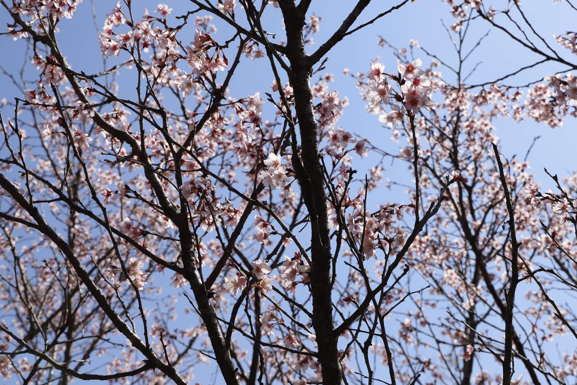 _MG_6433（幸野の桜アップ）縮小